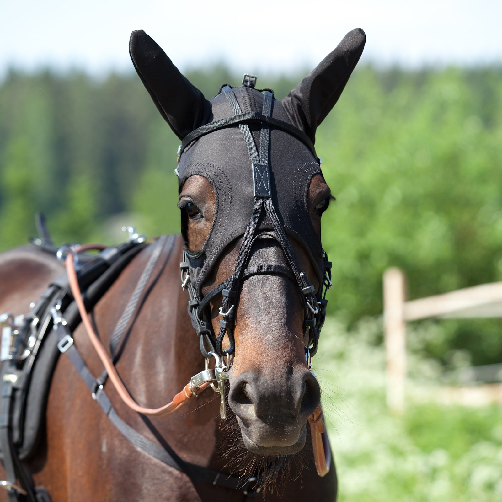 Finntack Pro Synthetic Race Hood with Ears Trav/monte/galop