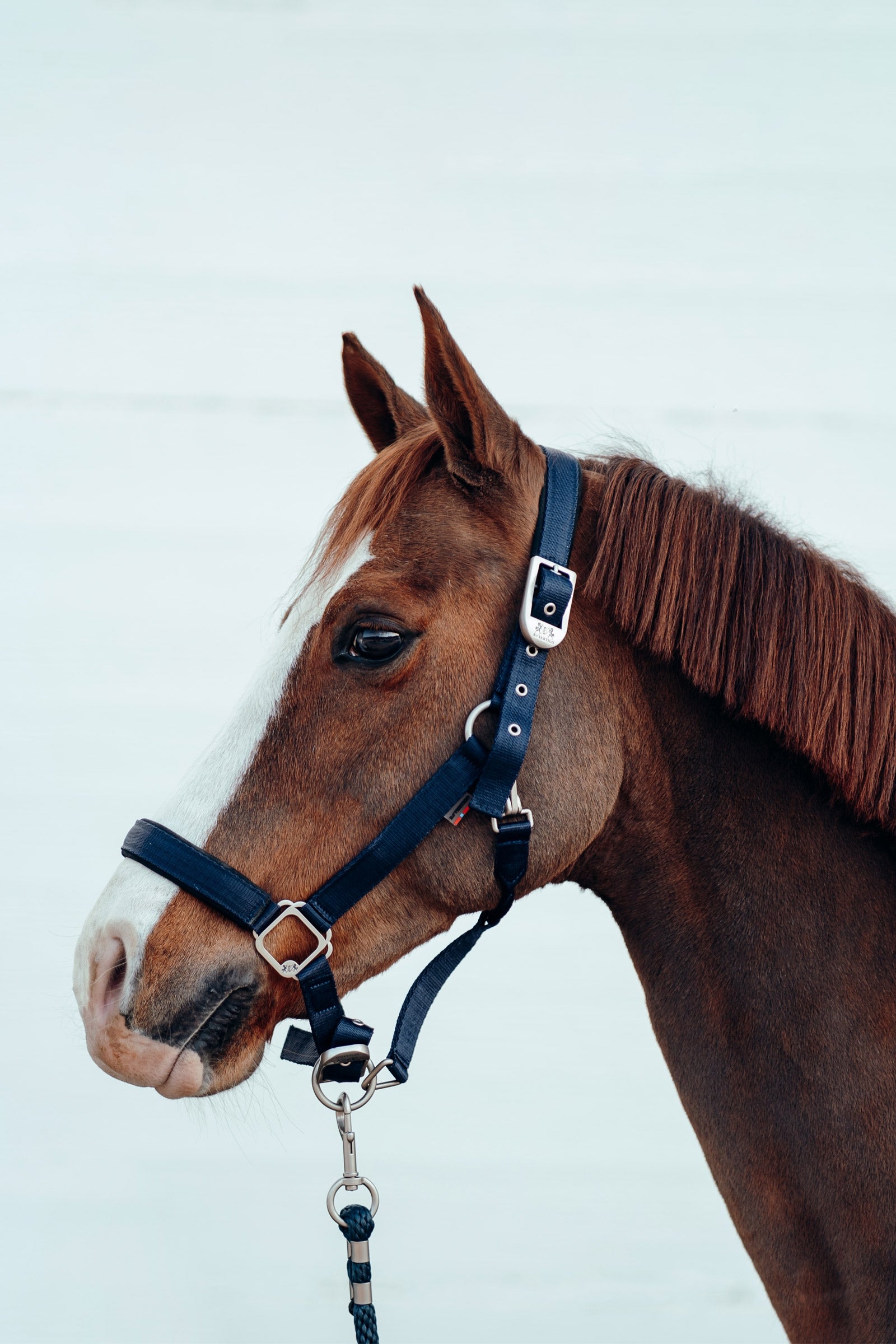 B Vertigo Hardwick Halter Halters & Leads