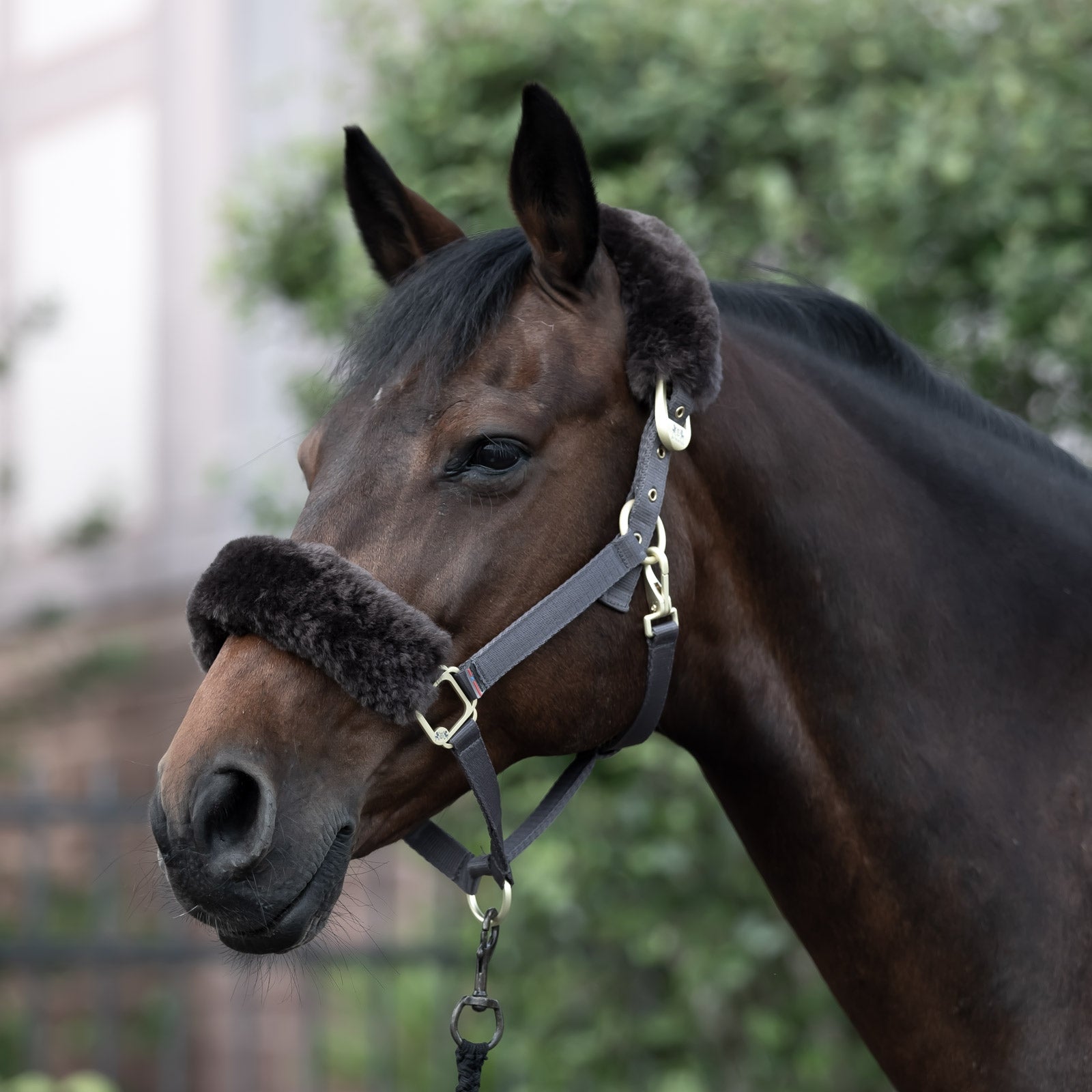 B Vertigo Laurier Halter with Sheepskin Halters & Leads