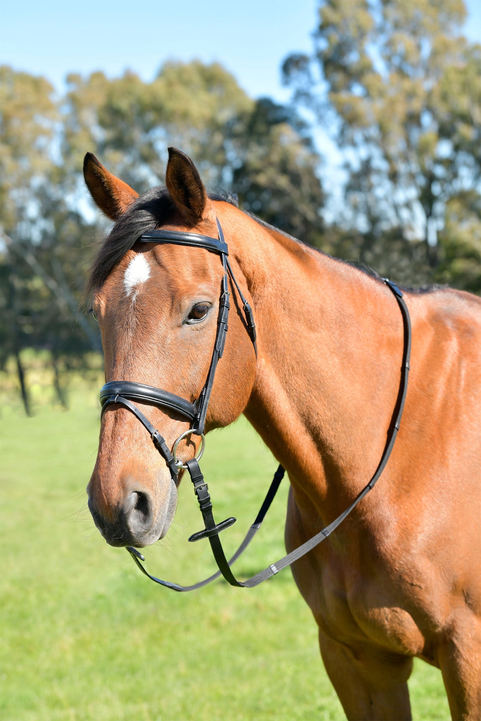 Kincade Classic Plain Raised Flash Bridle With Reins Bridles & Reins