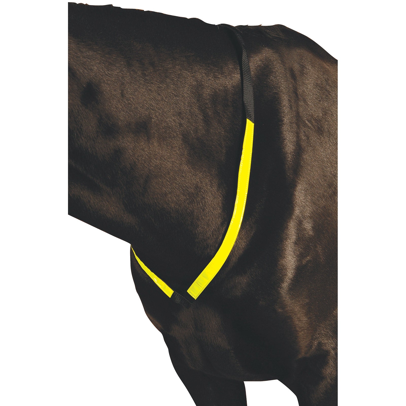 Roma refleks fortøj. Trenser & tøjler