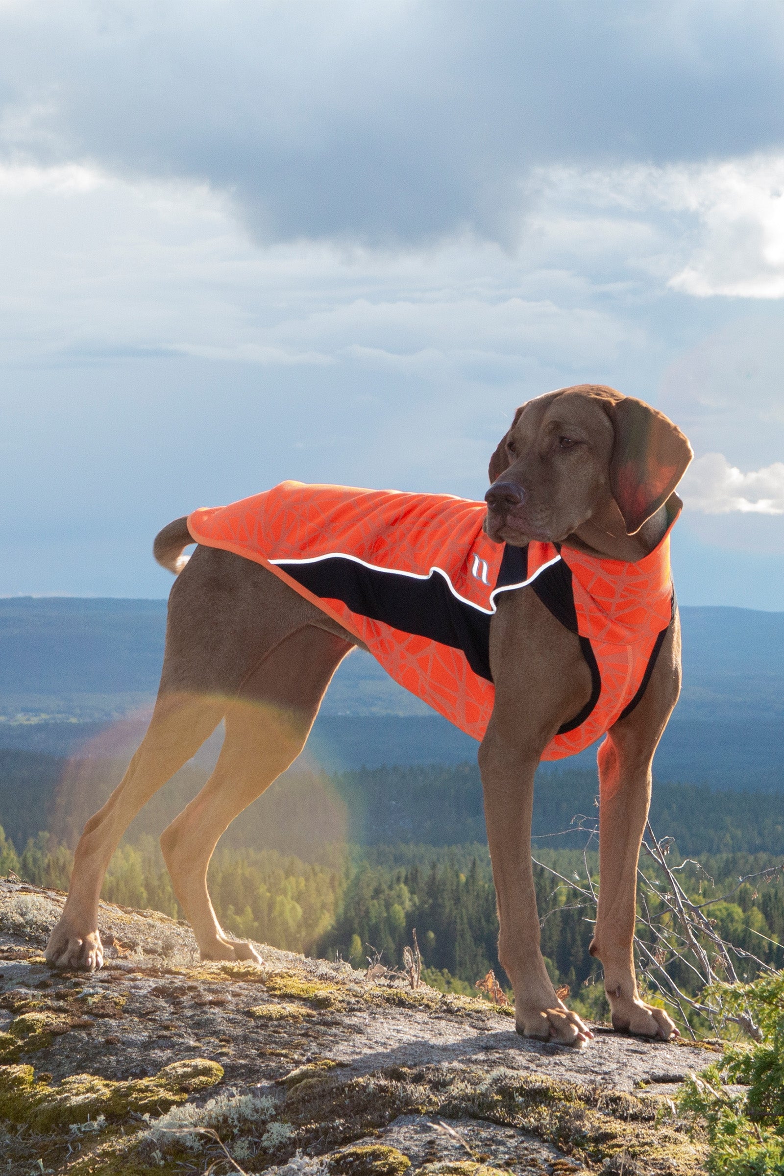 Back on Track Eddie High-Visibility Hundtröja, 60-70cm Hund