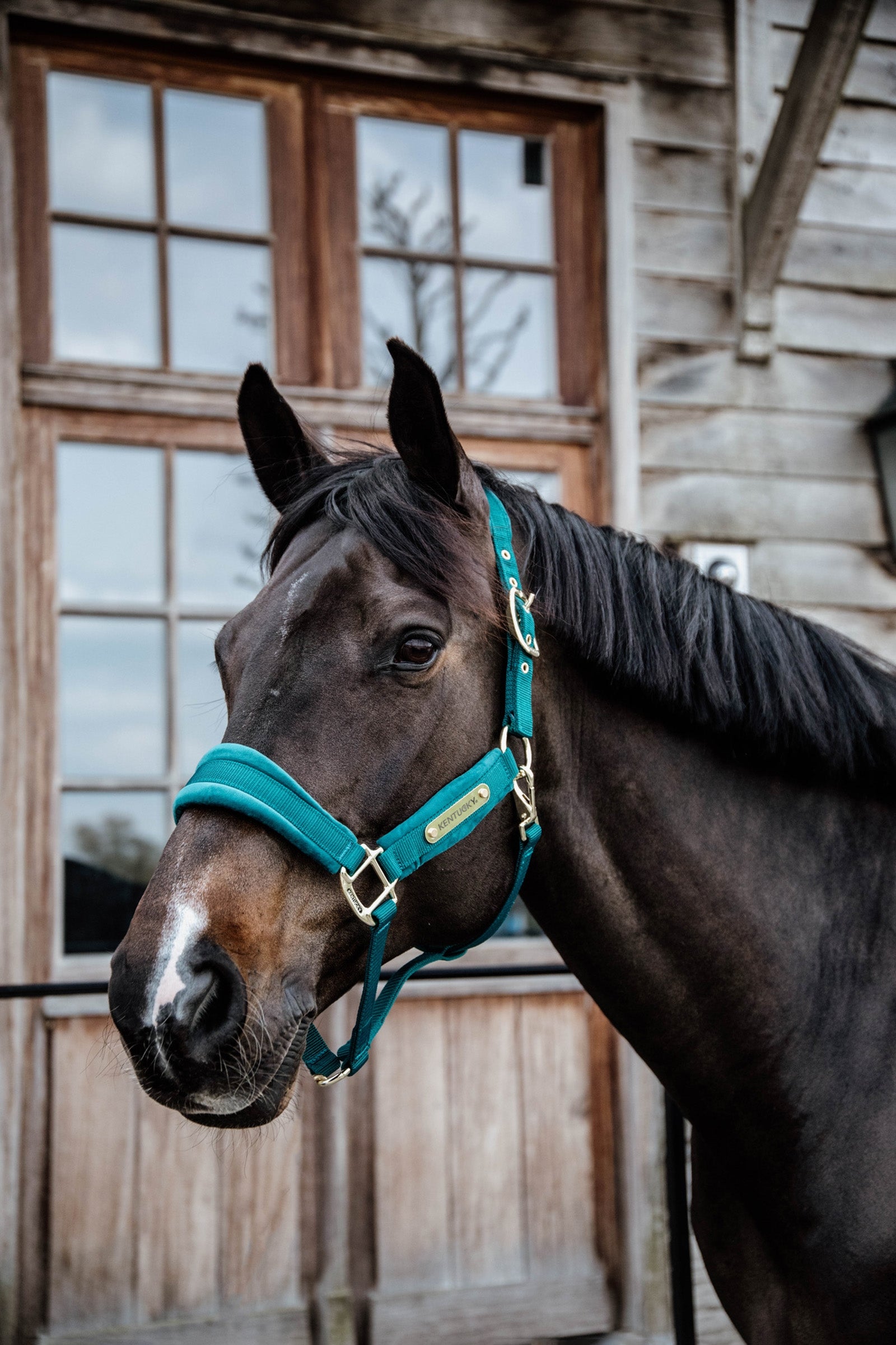 Kentucky Horsewear Velvet Grime Grimer & Træktove