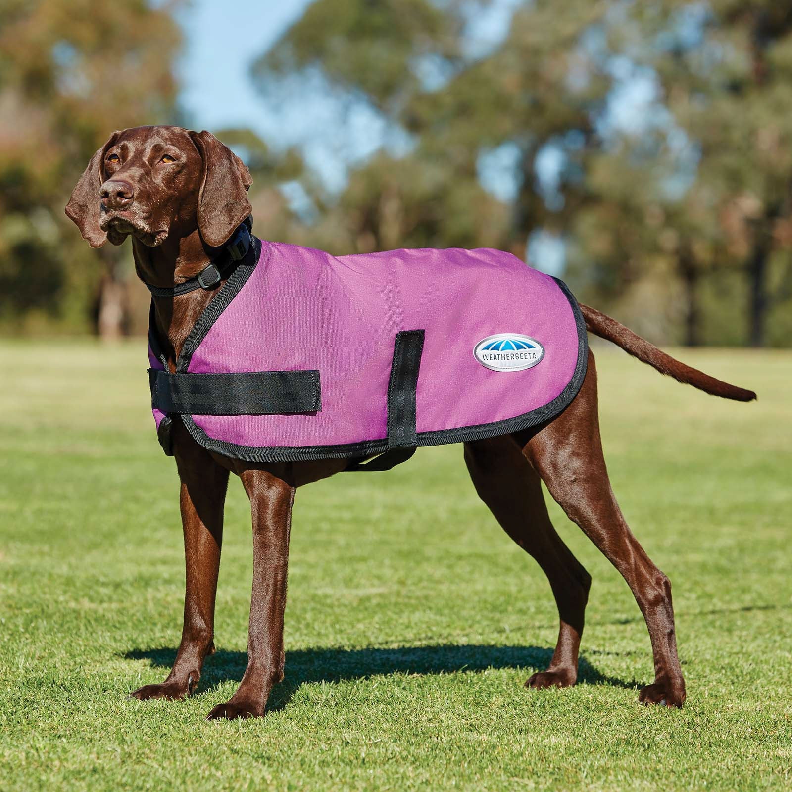 Weatherbeeta Comfitec Classic hundefrakke (45-80 cm) Hund