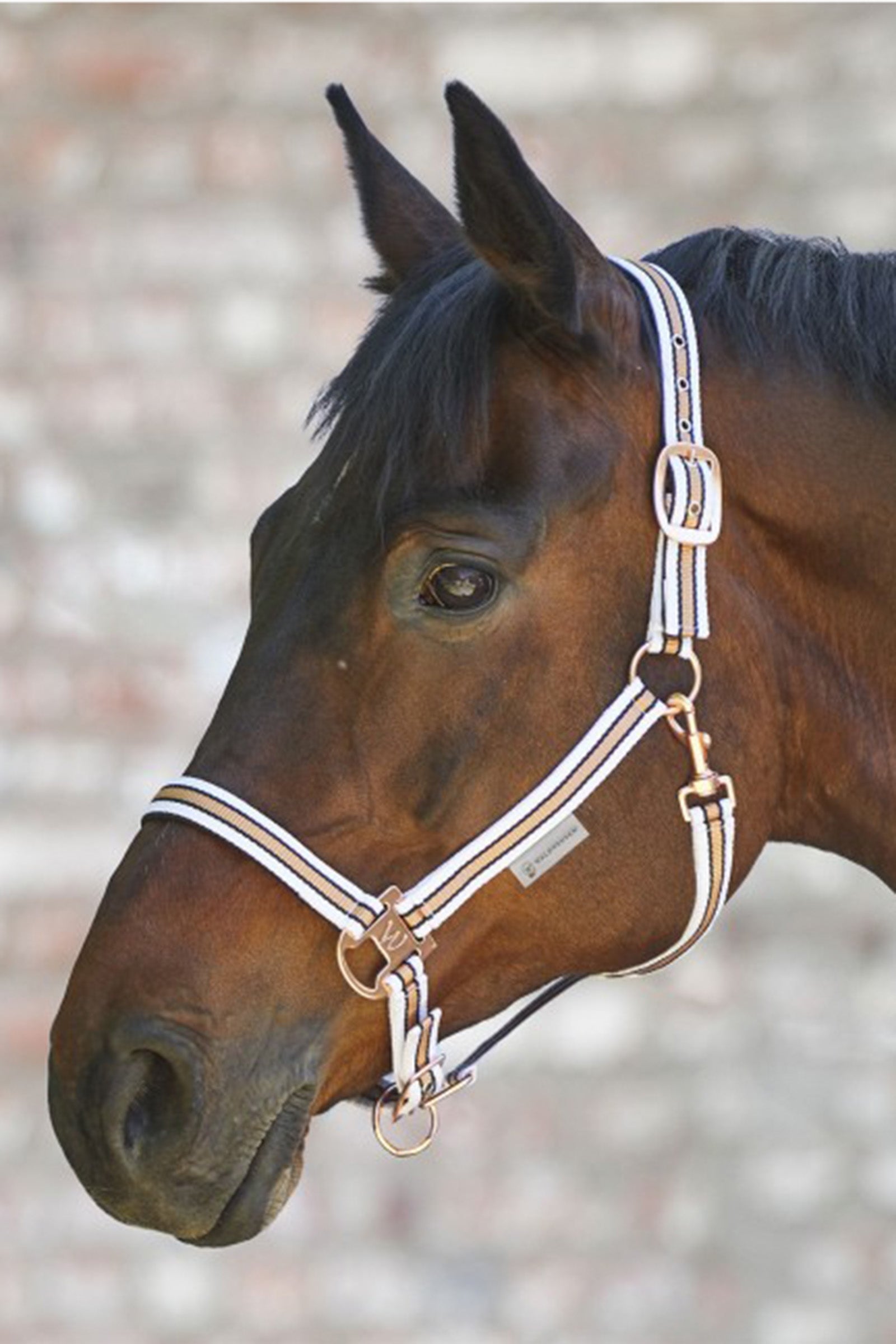 Waldhausen Shine Halter Grimer & Træktove