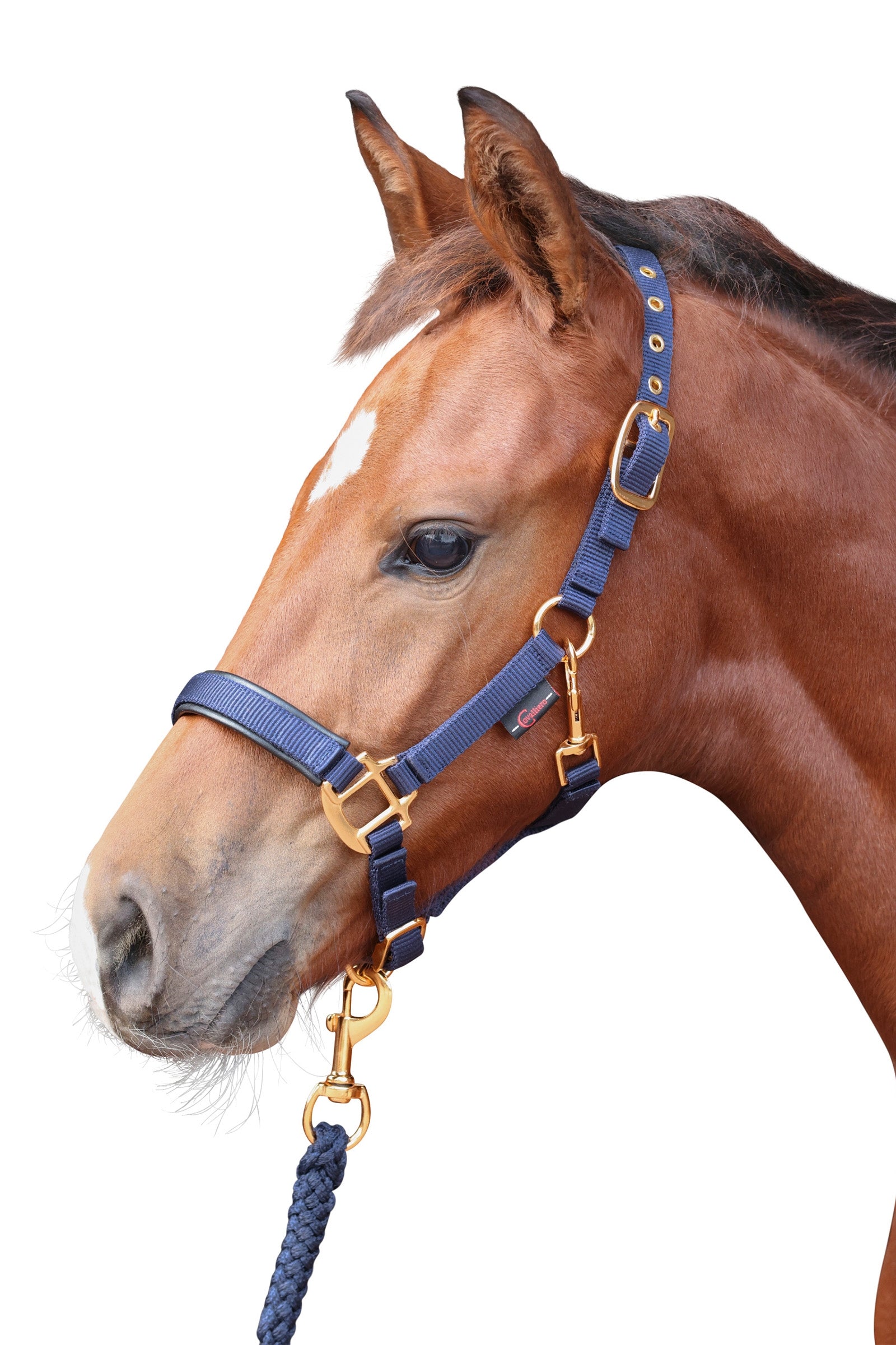 Covalliero TopLine Foal Halter Halters & Leads