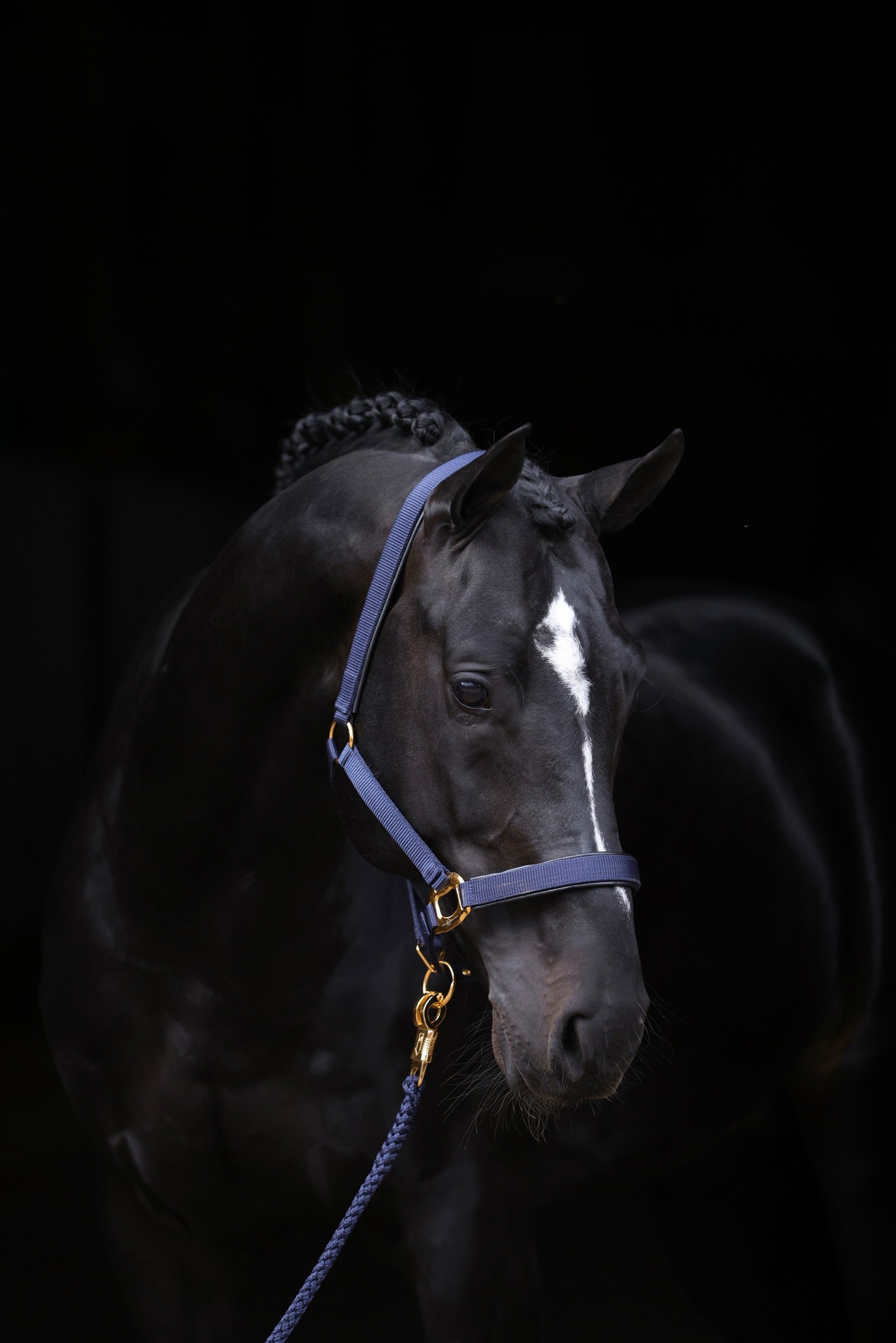 Covalliero TopLine Halter Grimer & Træktove