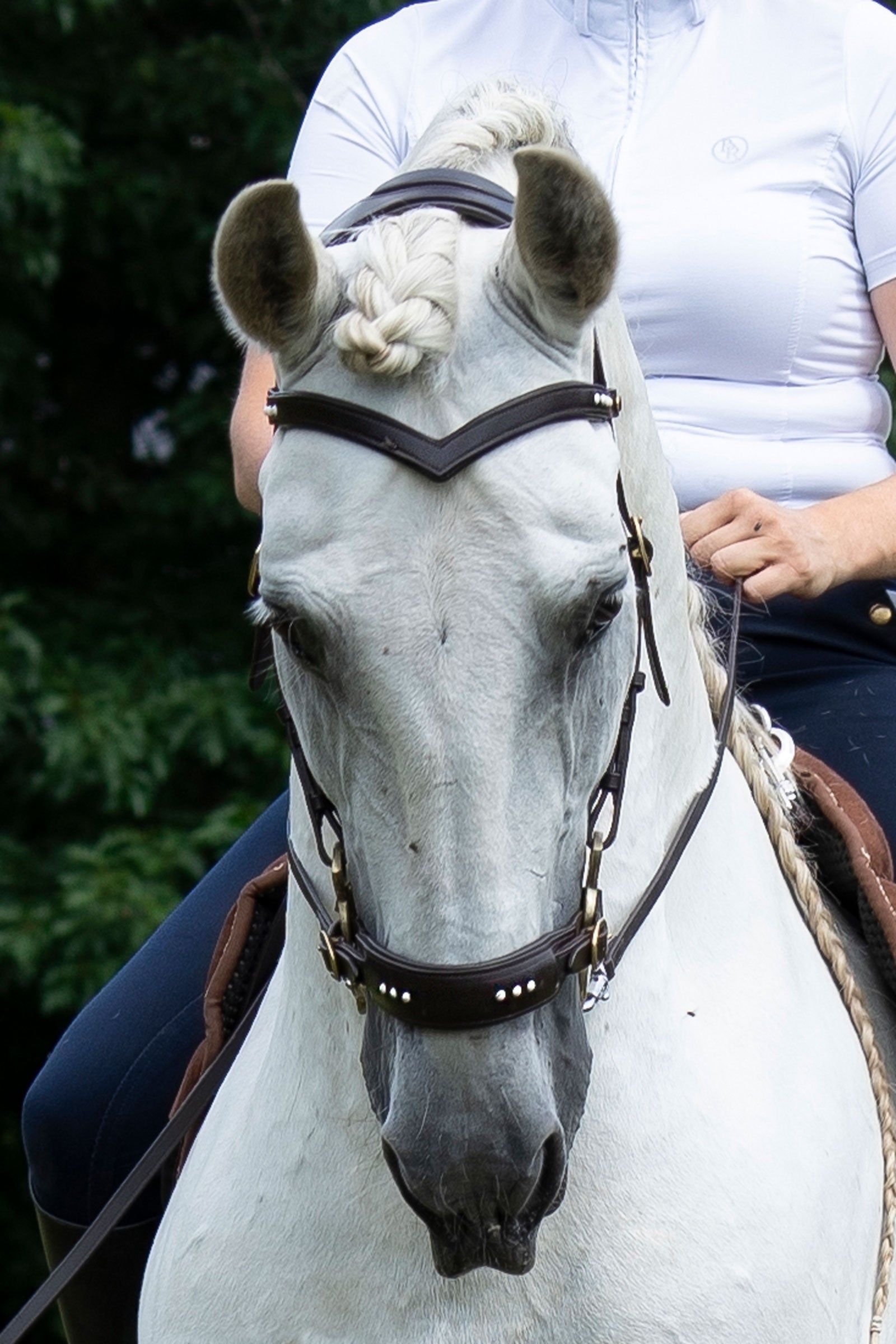 F.R.A. Freedom Riding Articles Glory Hackamore Bridle With Reins (System 2), brown Horse Bits