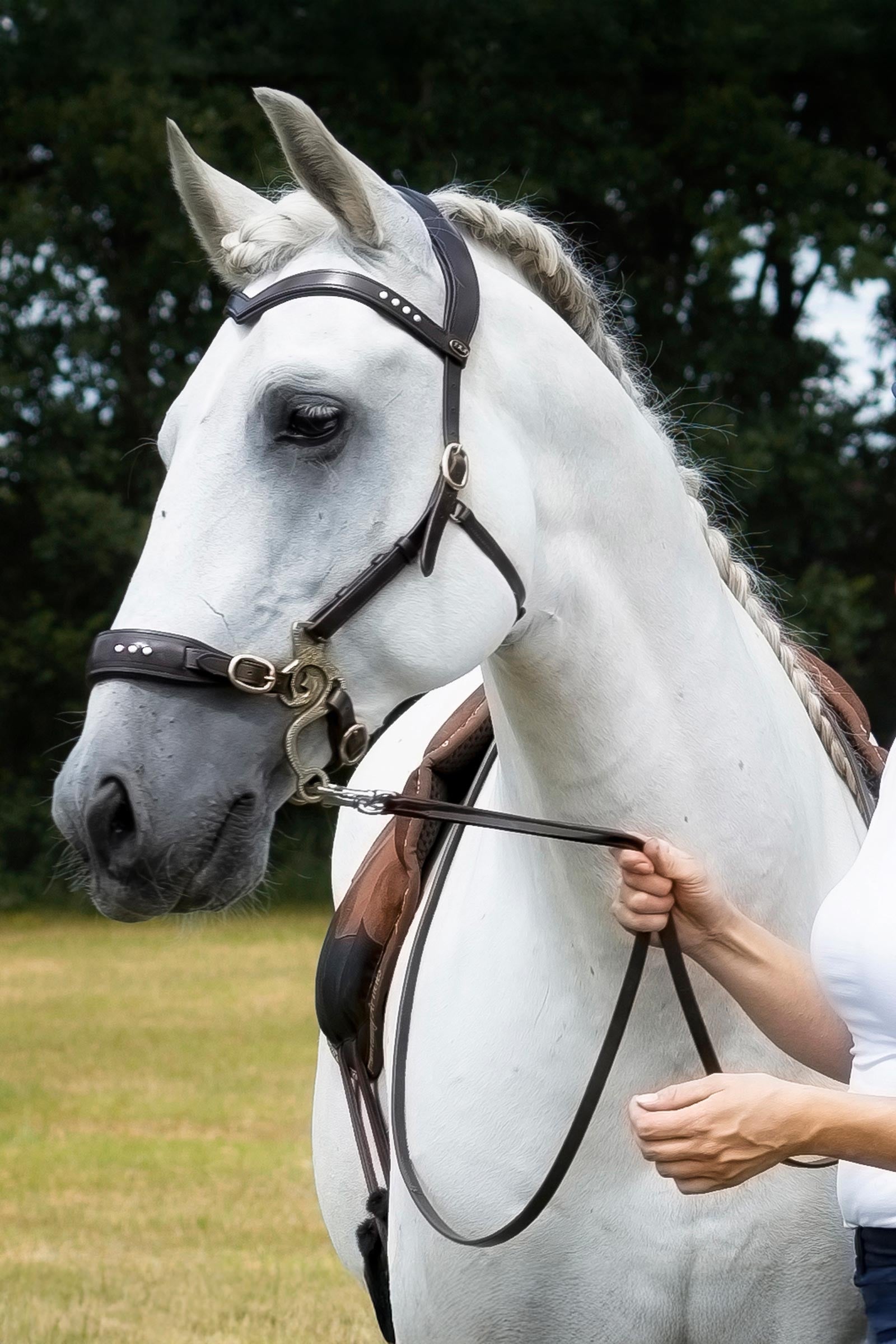 F.R.A. Freedom Riding Articles Glory Hackamore Bridle With Reins (System 2), brown Horse Bits