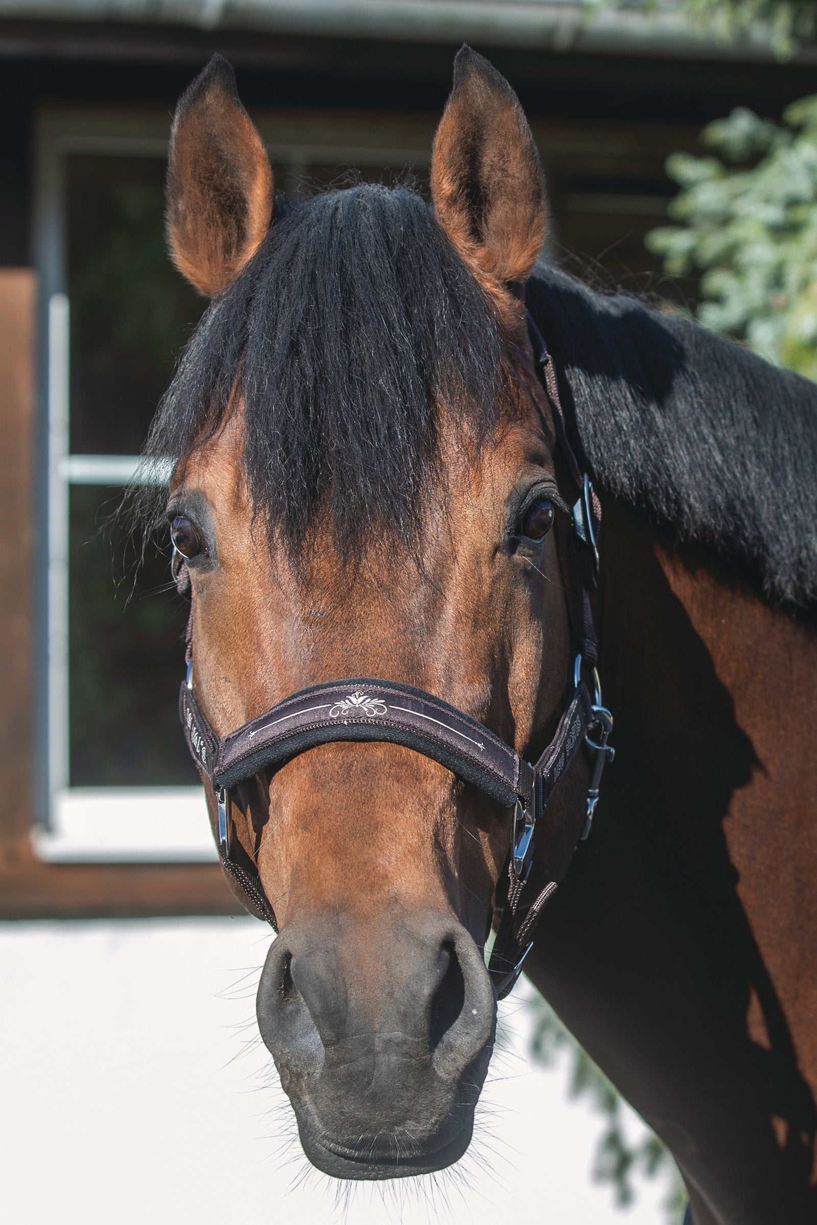 USG Rosi Halter Grimer & Træktove