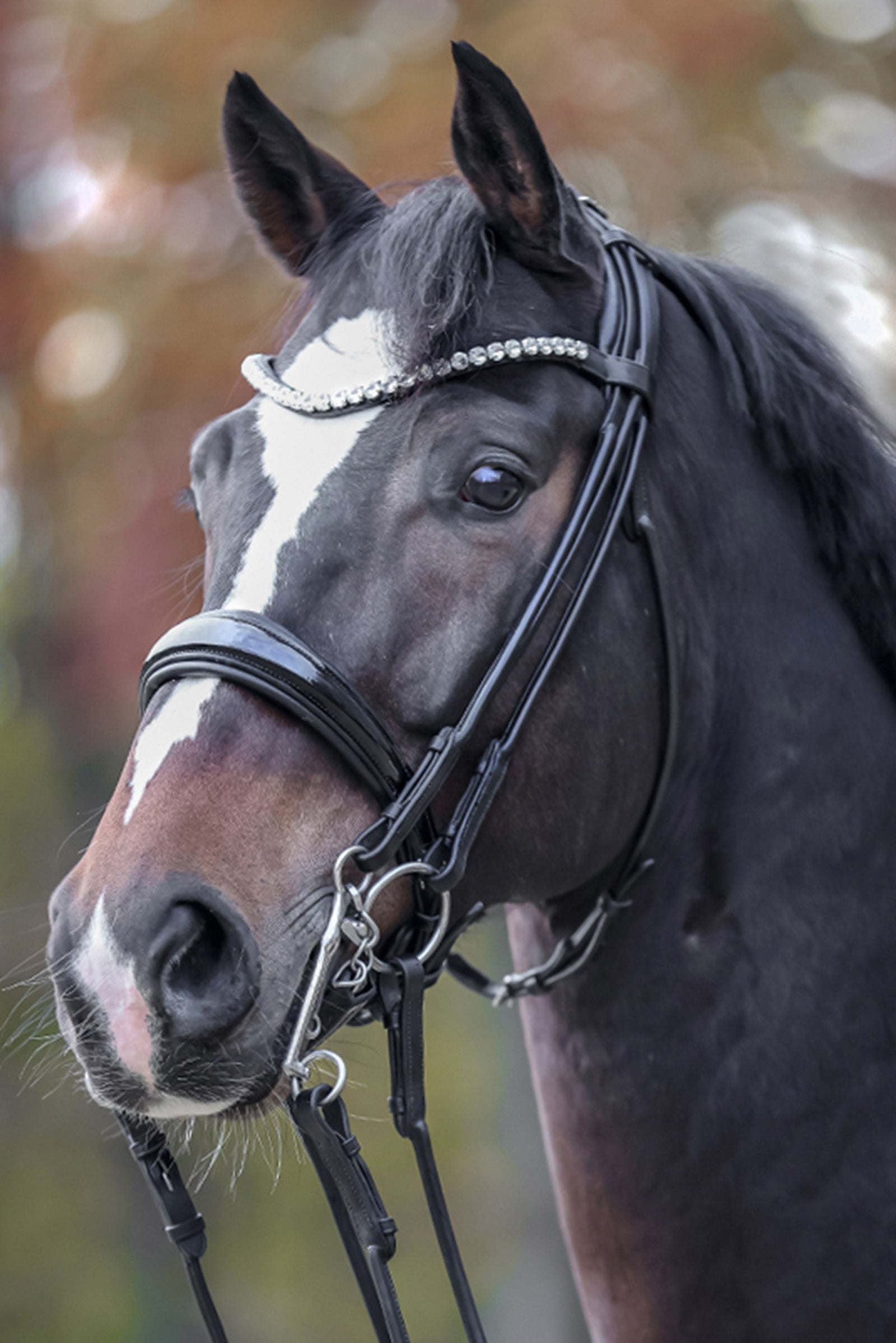 Kavalkade Fleur Double Bridle Trenser & tøjler
