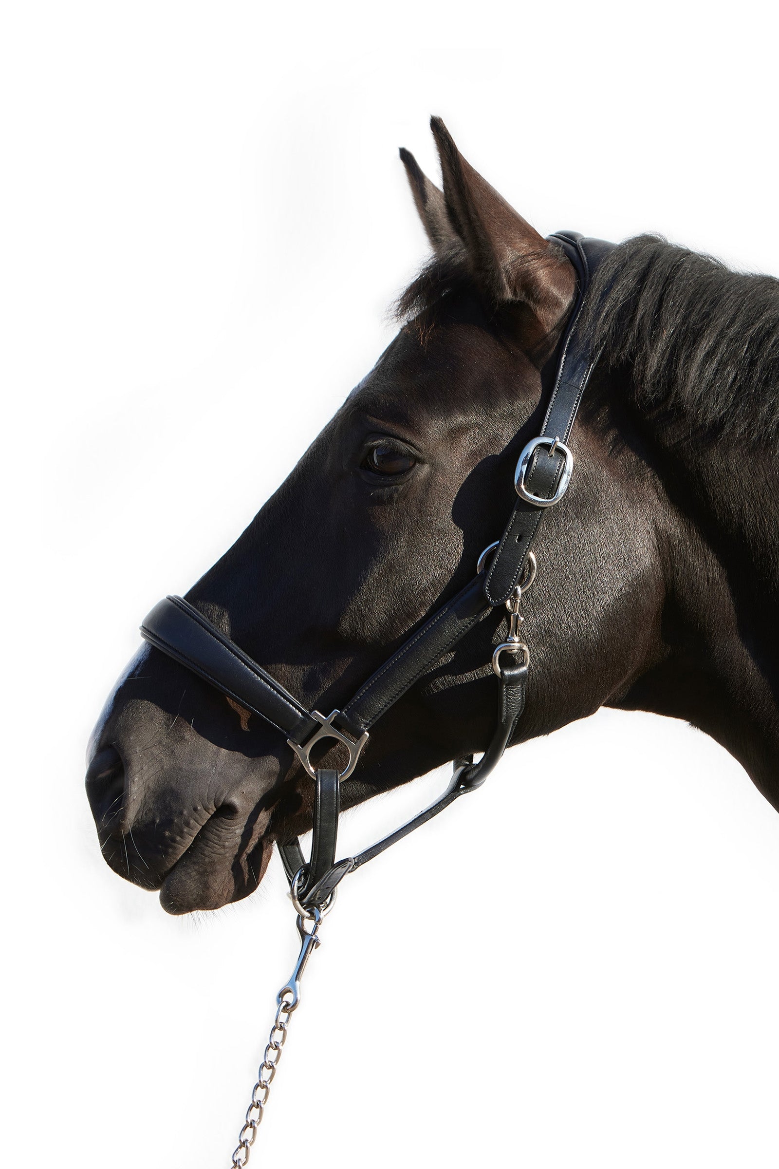 Kieffer Ultrasoft® Deluxe hovedkrave i læder Grimer & Træktove