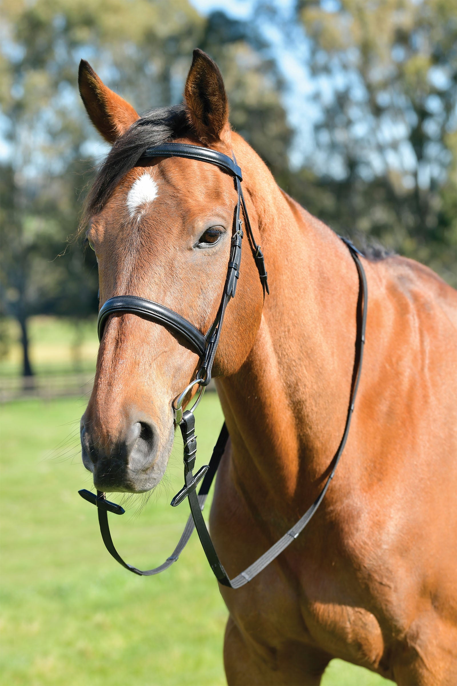Kincade Classic trense med hævet næsebånd i engelsk stil og tøjler Longering & hjælpetøjler