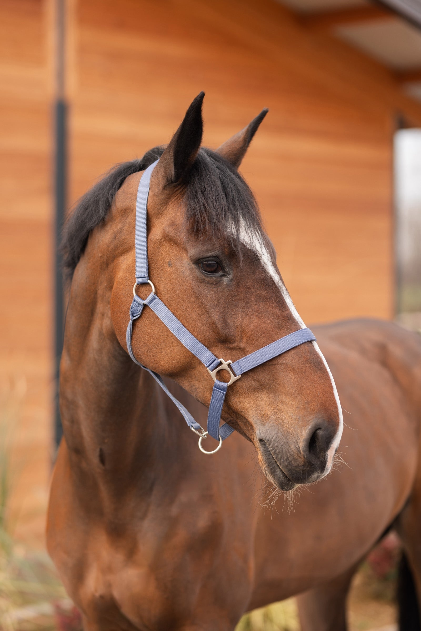 Horze Rose Tonique Halter Halters & Leads