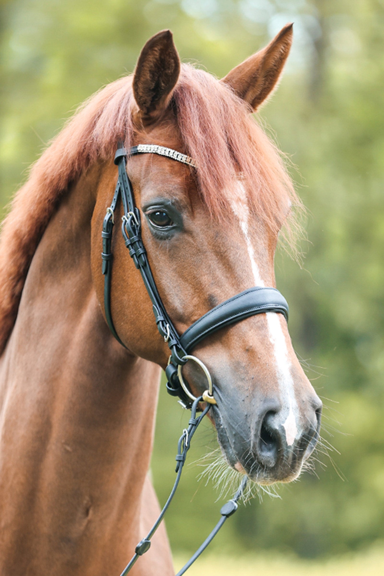 Kavalkade Bridle Everlyn crank nb-flash Bridles & Reins