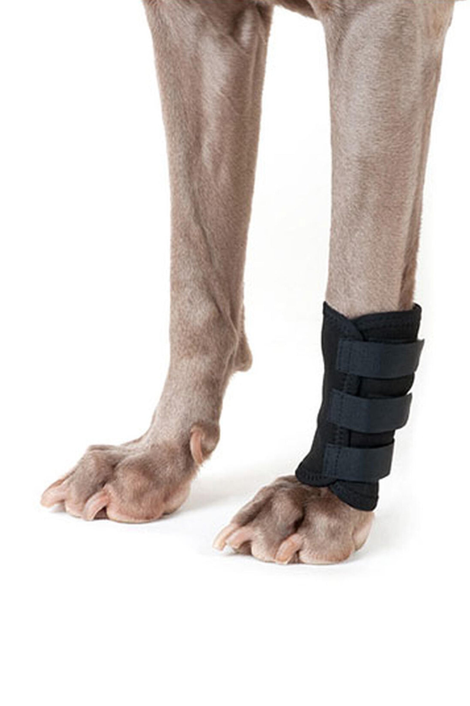 Back on Track benbandage til hund (et stk.) Hund
