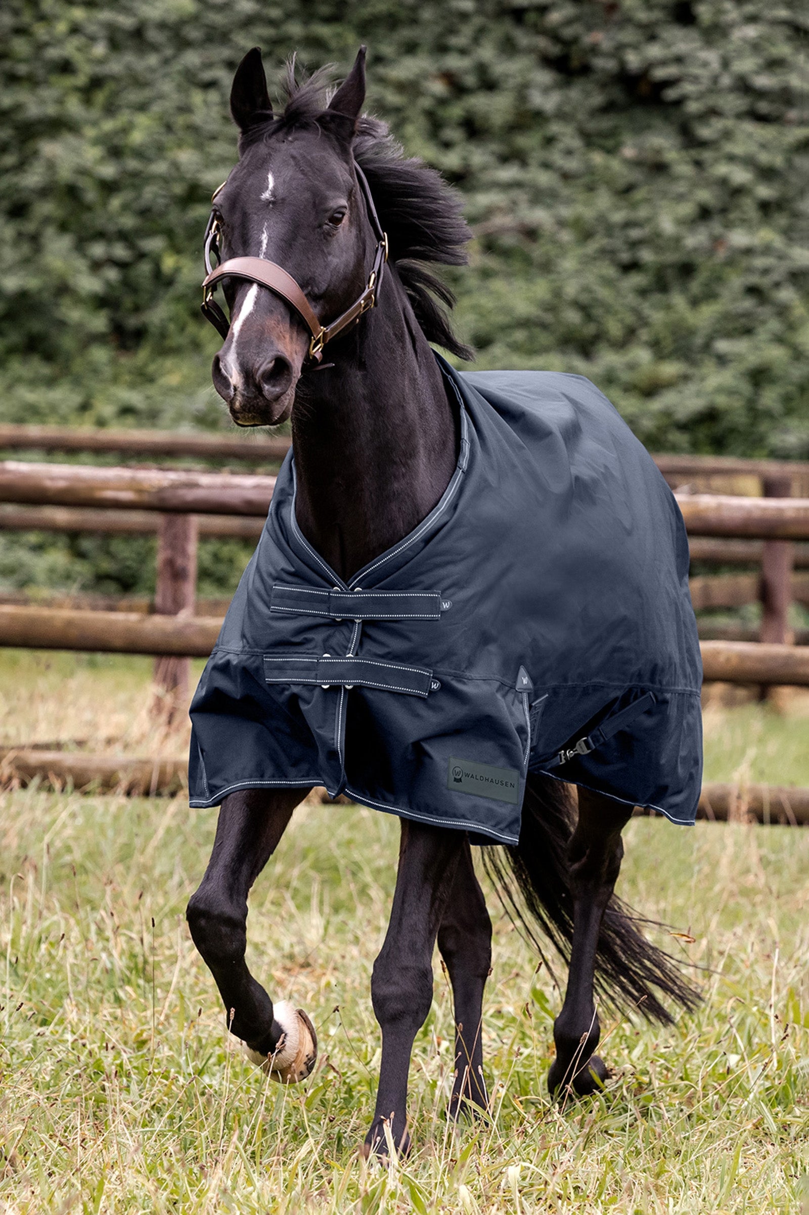 Waldhausen Outdoor Rug Arctic 300 g Horse Rugs