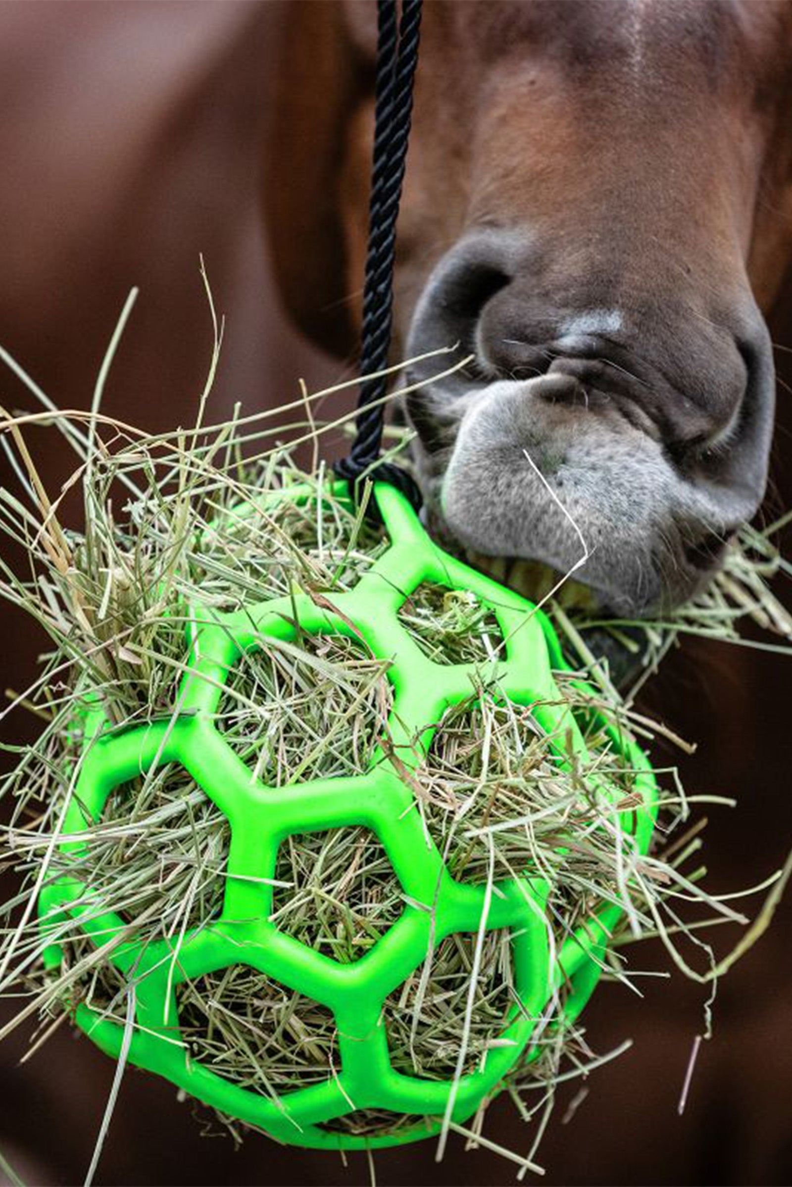 Waldhausen Høbold Fodring & Vanding