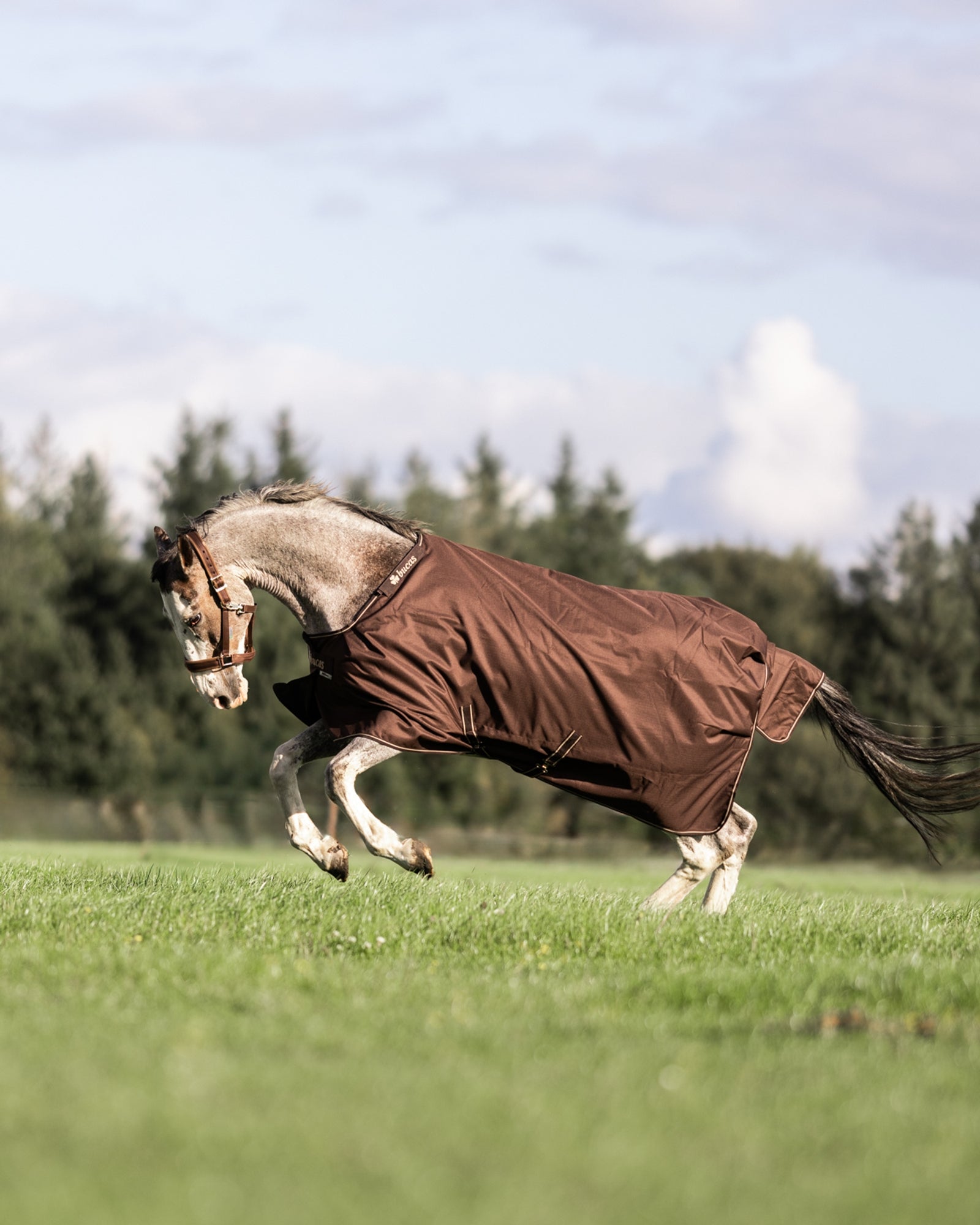 Bucas Irish Turnout 50 g Rug & Neck Horse Rugs