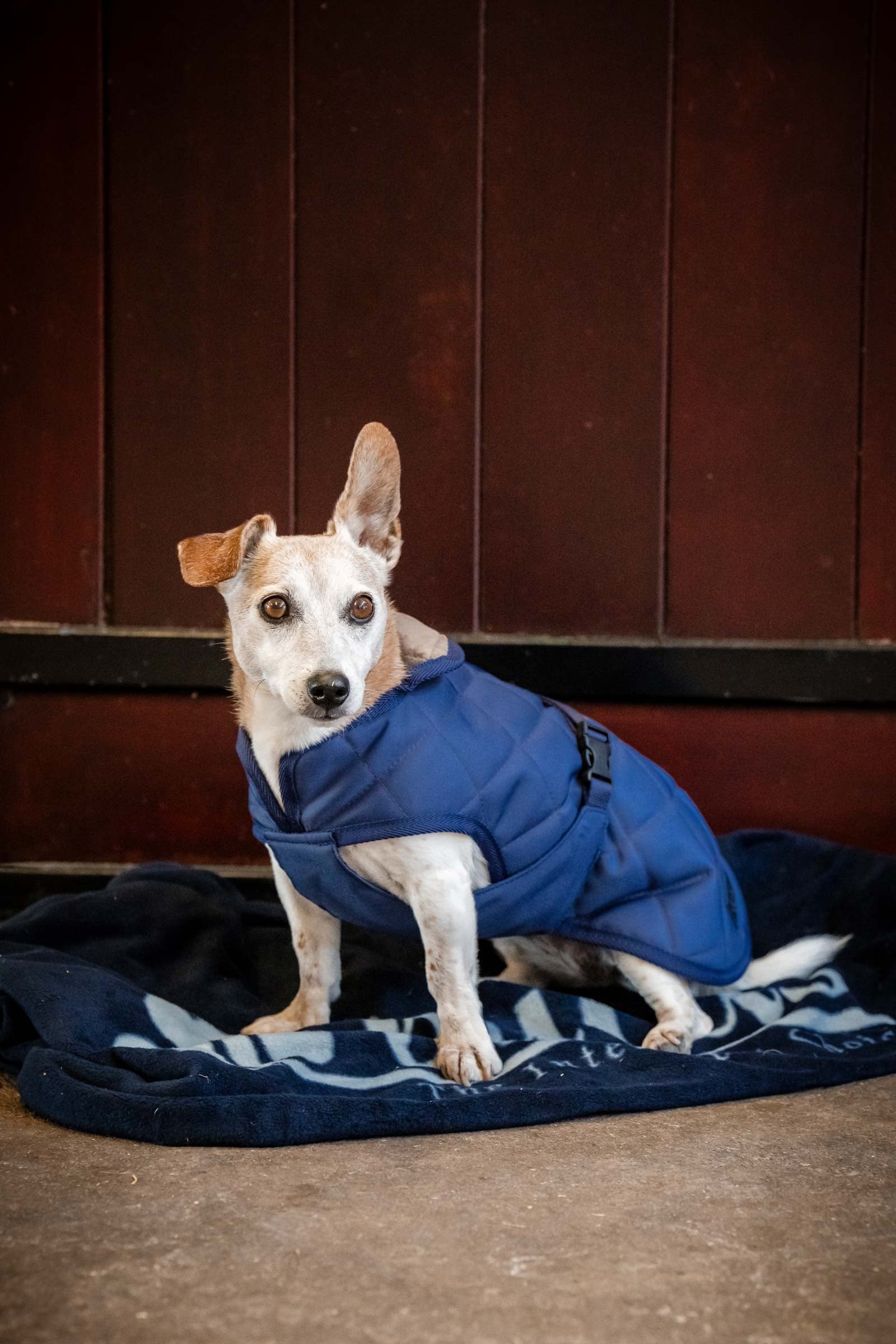 Bucas Cosy Dog Rug Hund