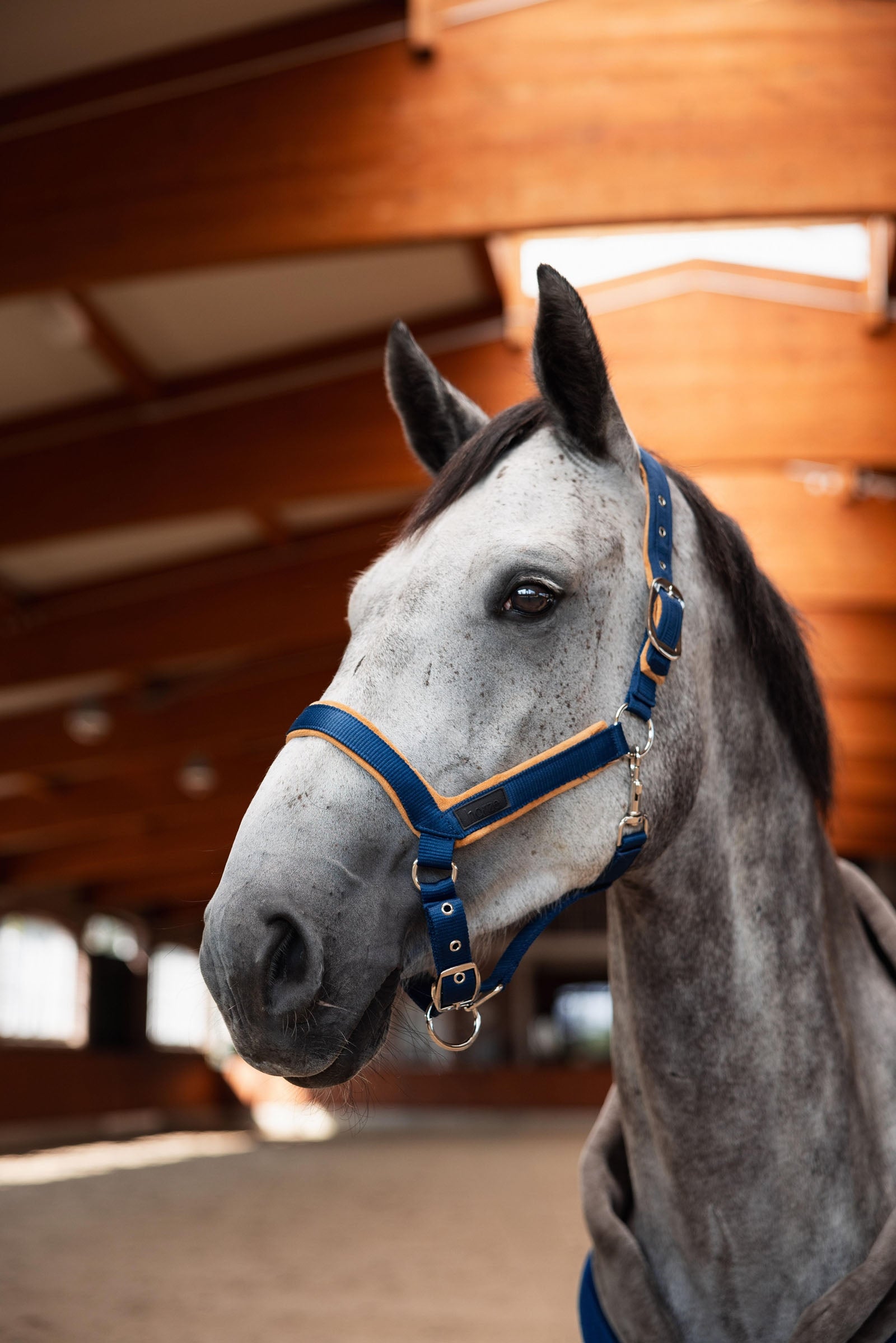 Horze Delémont Shaped Halter Halters & Leads