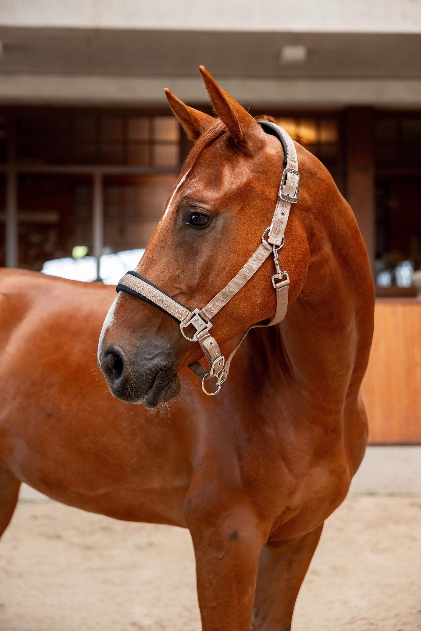 Horze B Vertigo High Altitude Embossed Halter Halters & Leads