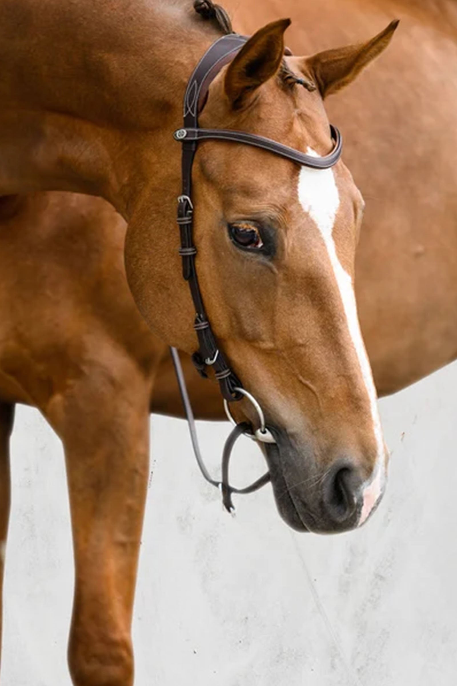 PS of Sweden Bridle Helsinki Bridles & Reins
