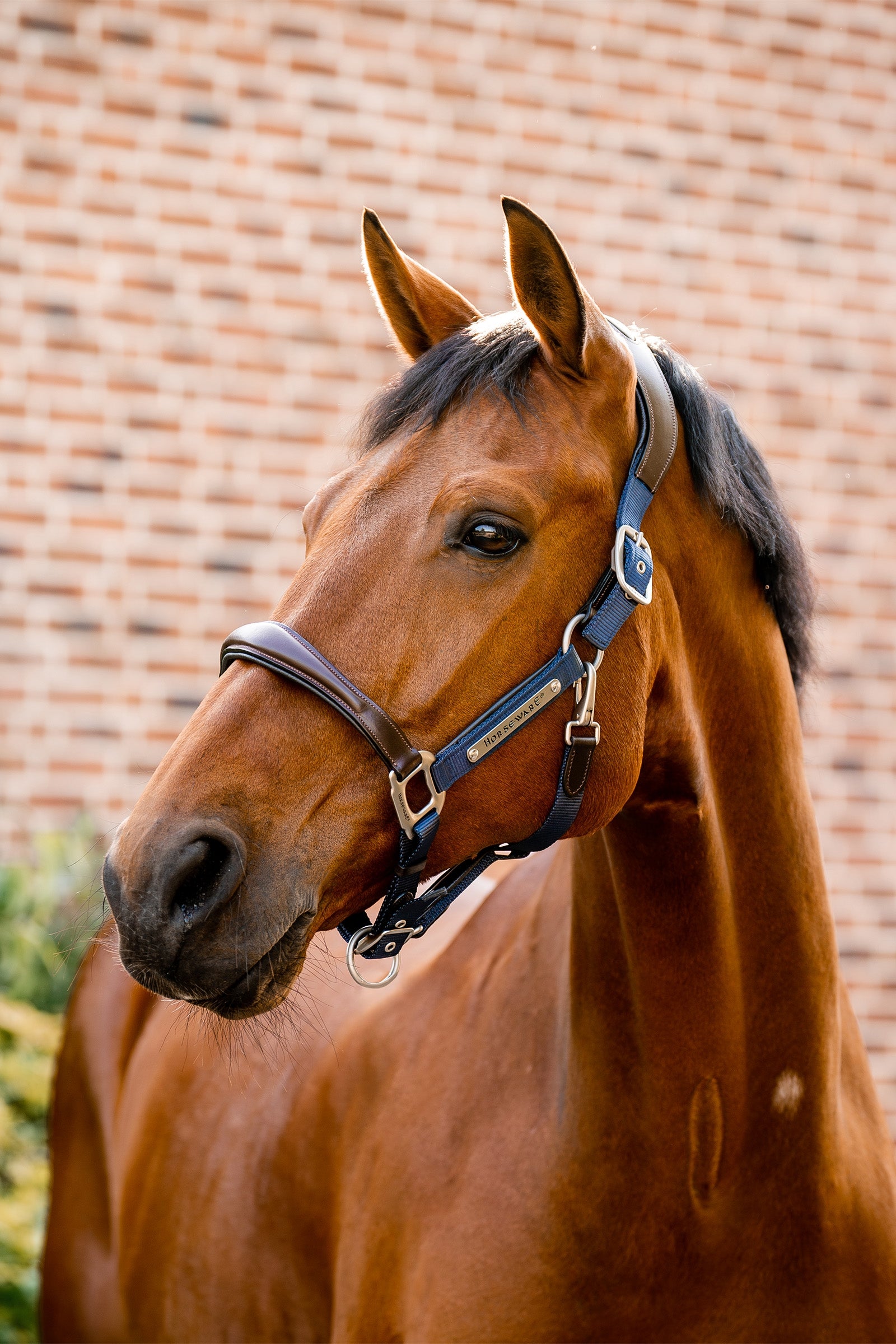 Horseware Signature Show Halter Grimer & Træktove