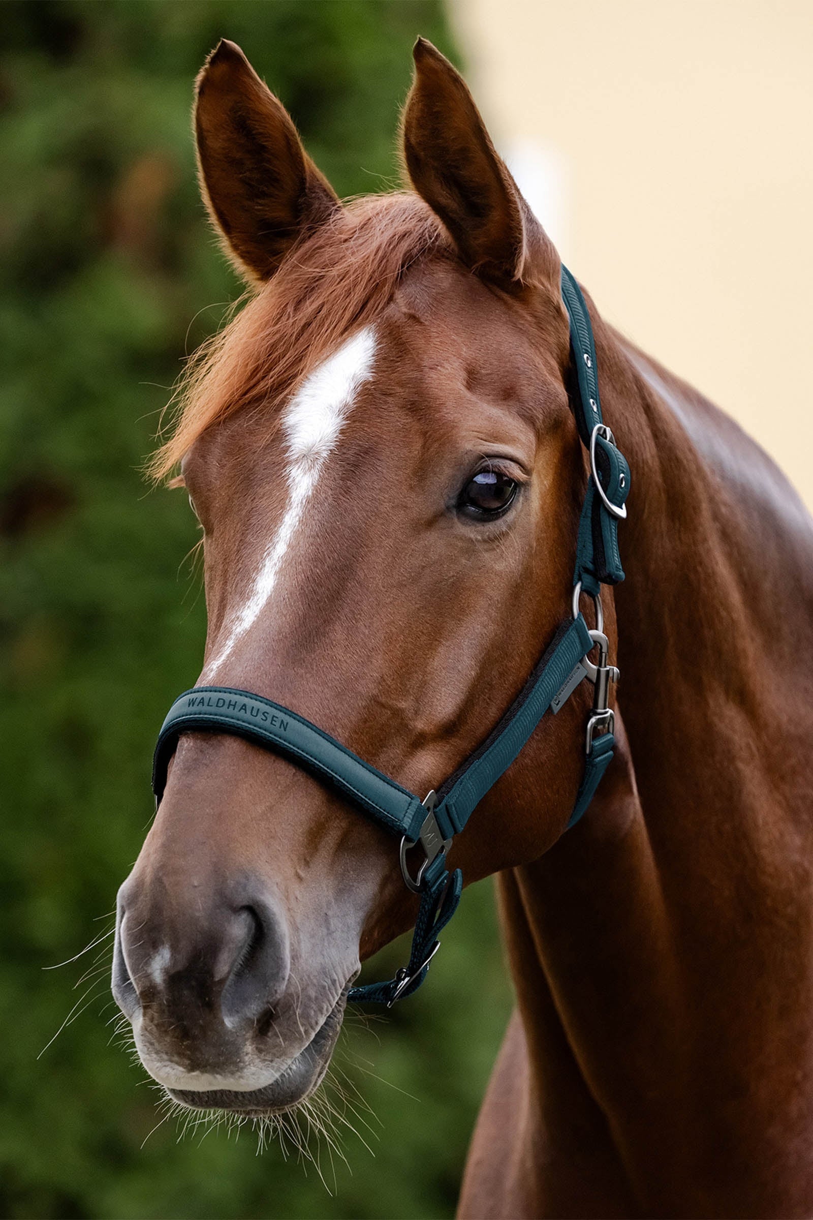 Waldhausen Athletic Halter Halters & Leads