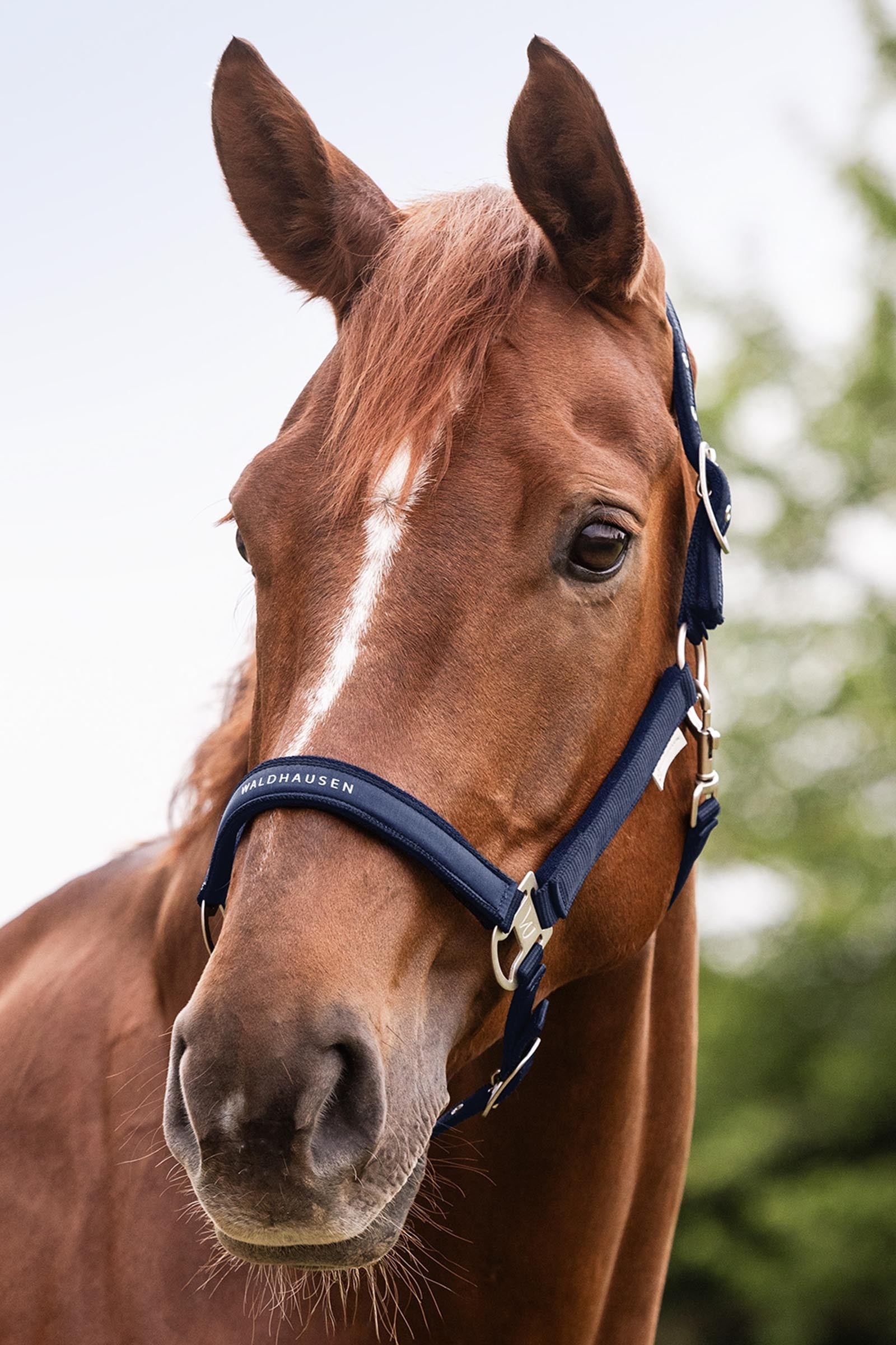Waldhausen Athletic Halter Halters & Leads