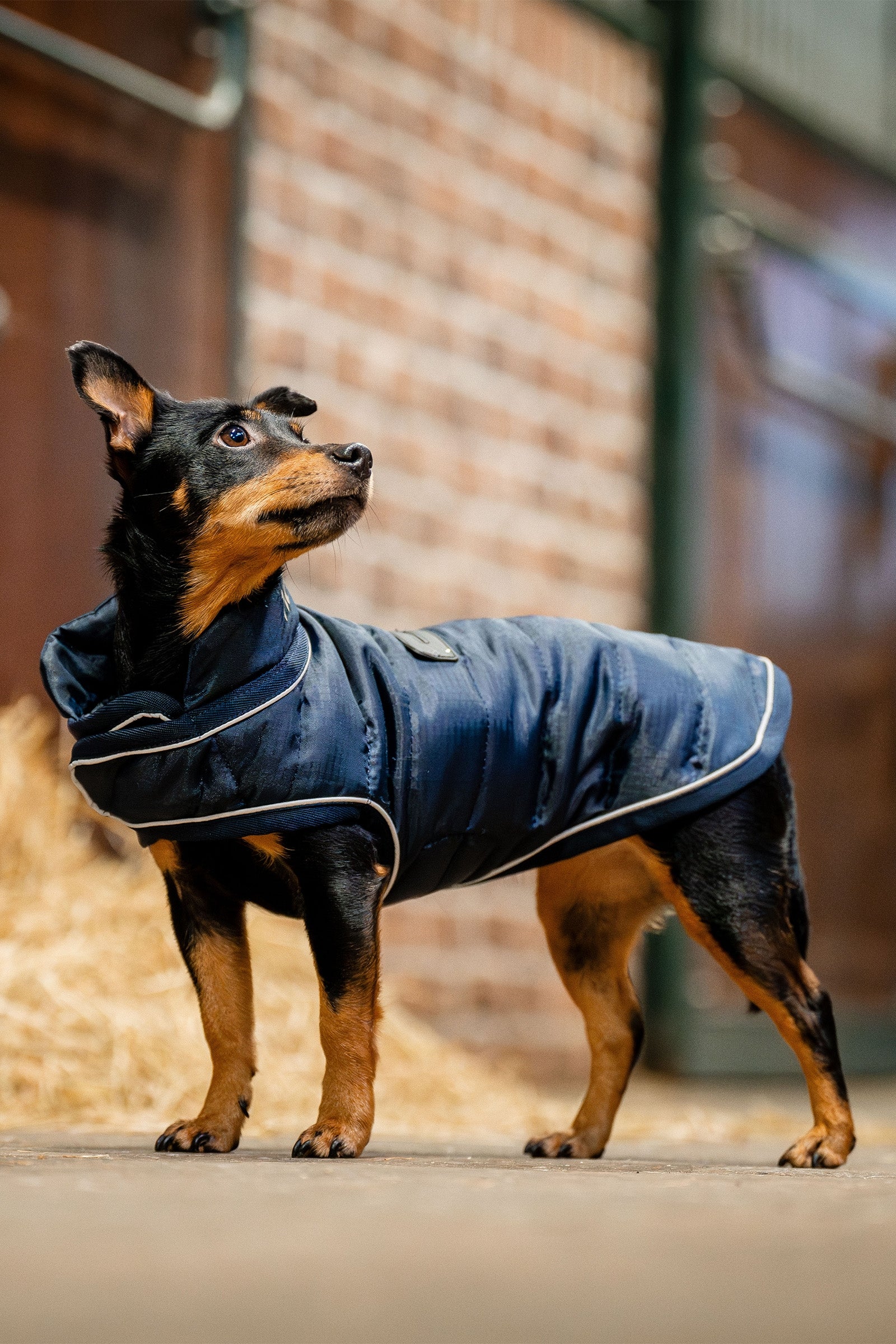 Horseware Signature Hunde Frakke Hund