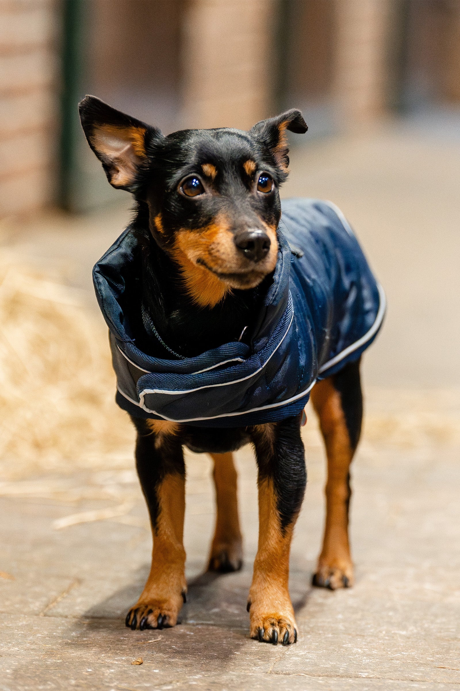 Horseware Signature Dog Rug Dog Accesories
