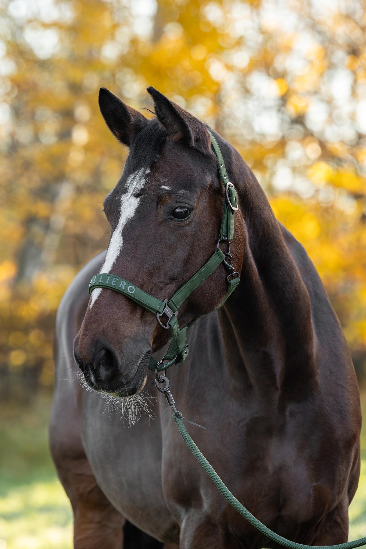 Covalliero FW26 Halter Halters & Leads