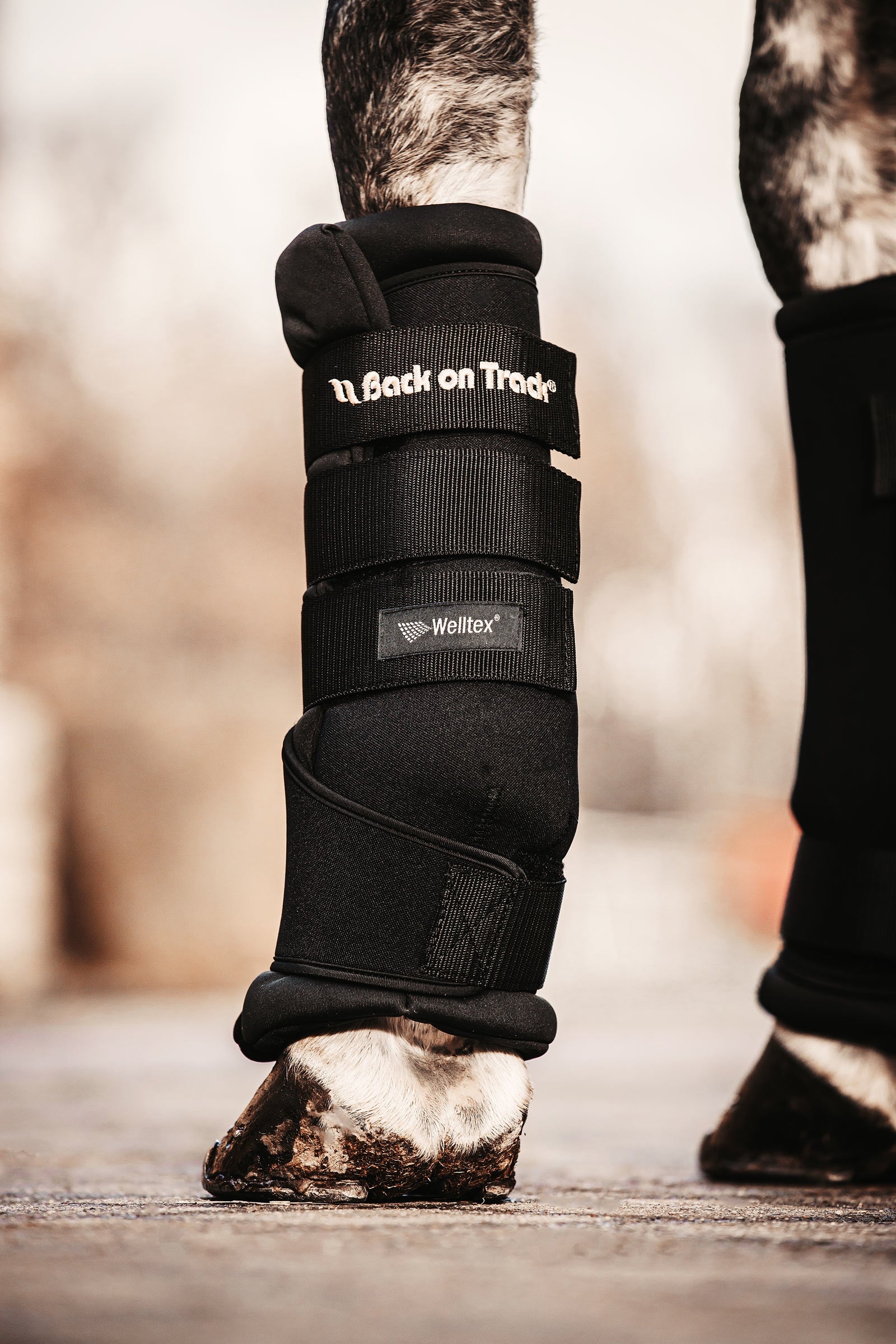Back on Track Back On Track Quick Royal gamacher Leg Protection & Hoof Protection for Horses