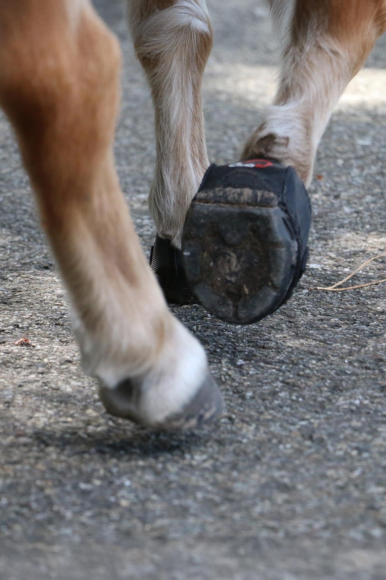 Cavallo Hoof Boots F.R.A. CLB Hoof Boots (regular/pair) Leg Protection & Hoof Protection for Horses