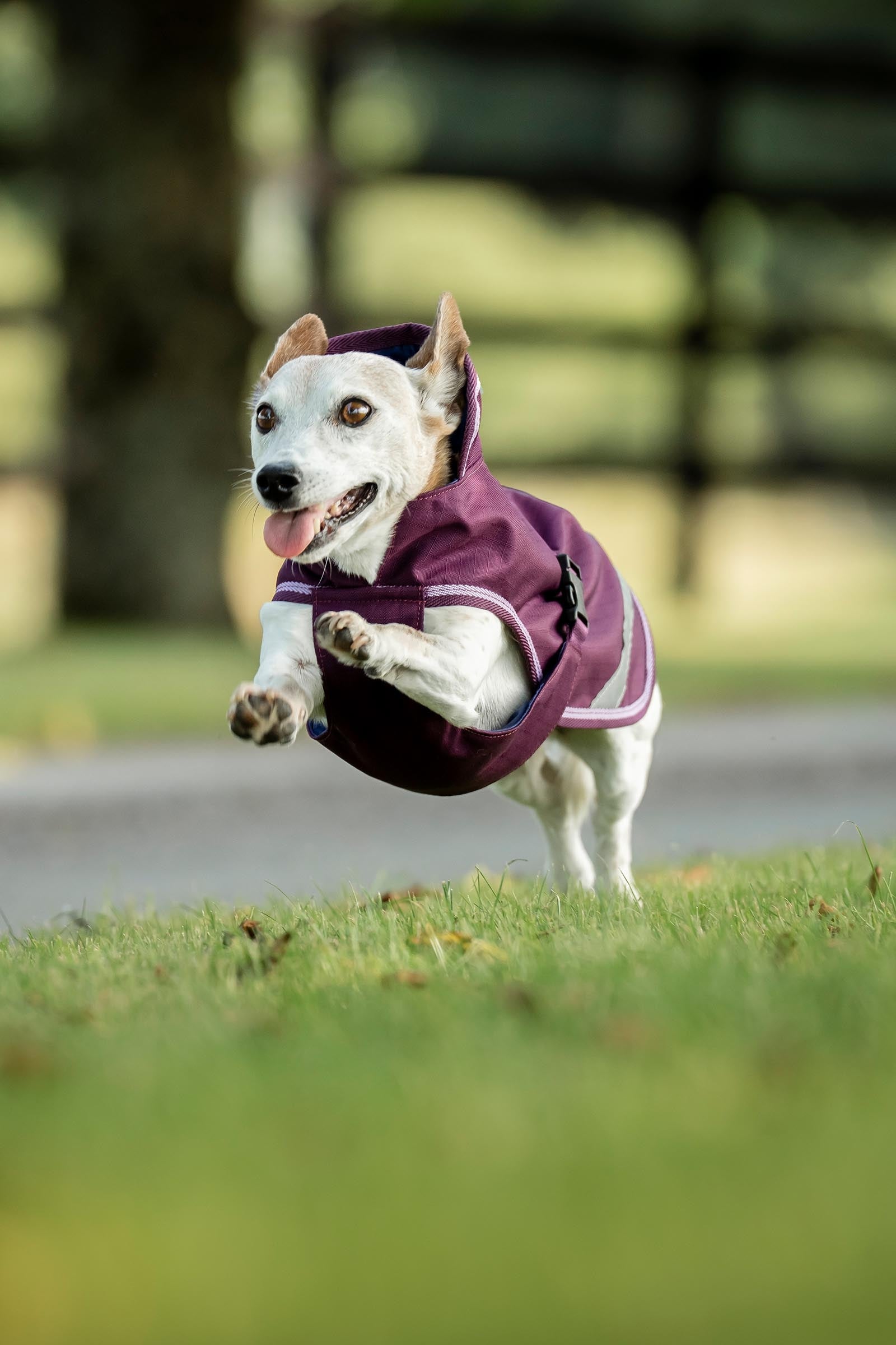 Bucas Freedom Dog Rug, 300g (50-75 cm) Dog Accesories