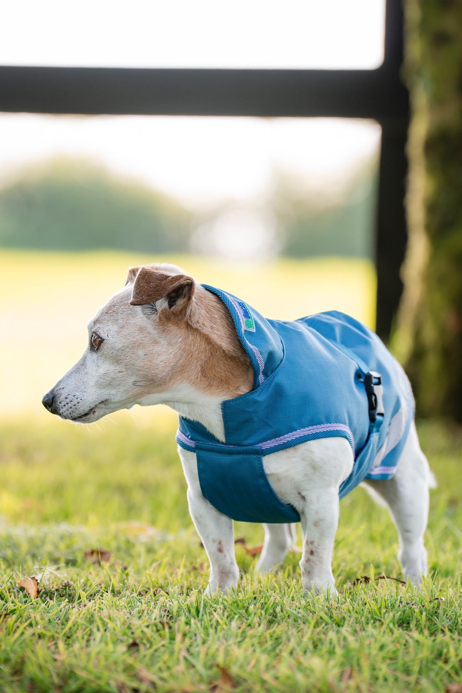 Bucas Freedom Dog Rug, 300g (50-75 cm) Dog Accesories
