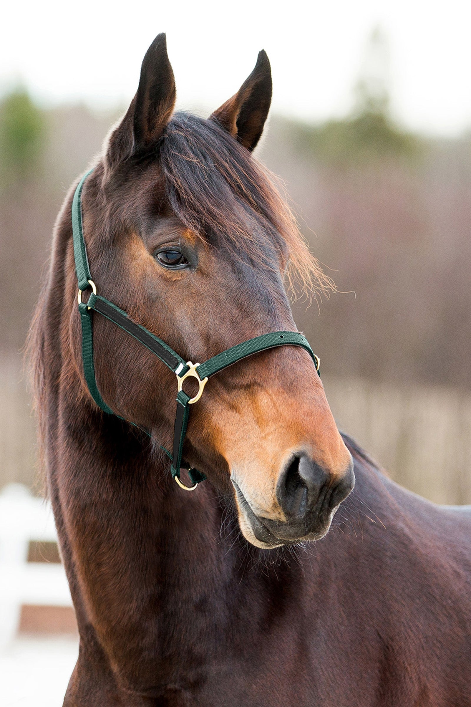 Finntack Pro Synthetic Yankee Nylon Halter with Open Nose Grimer & Træktove