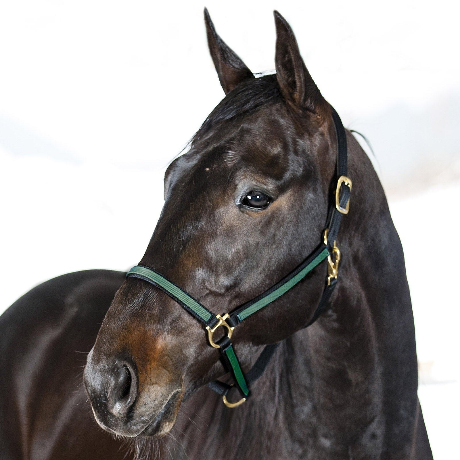 Finntack Pro Synthetic Yankee Nylon Halter Grimer & Træktove