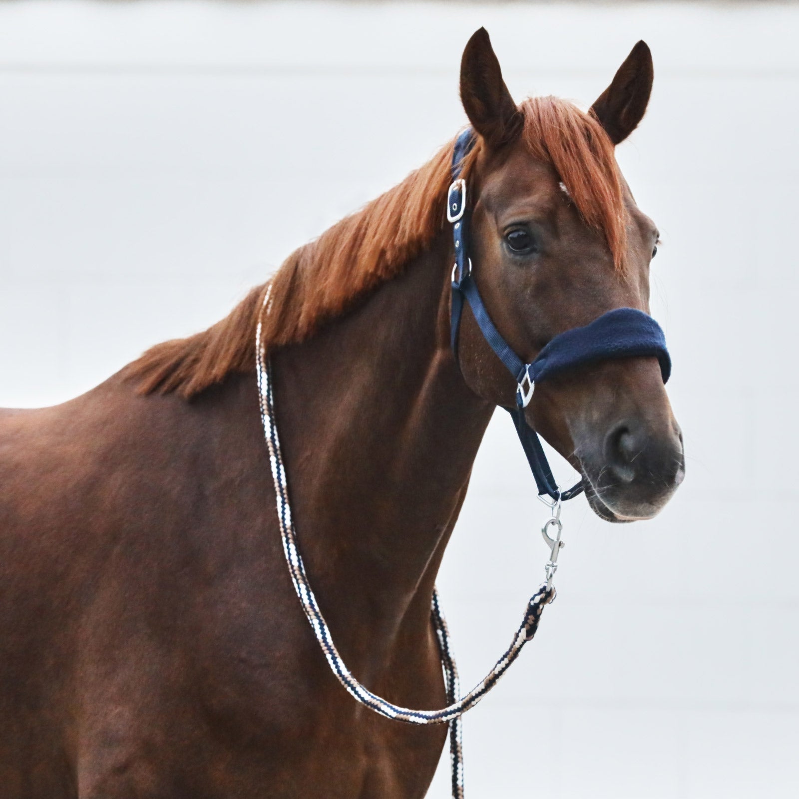 Horze Kiel Halter with Fleece Halters & Leads
