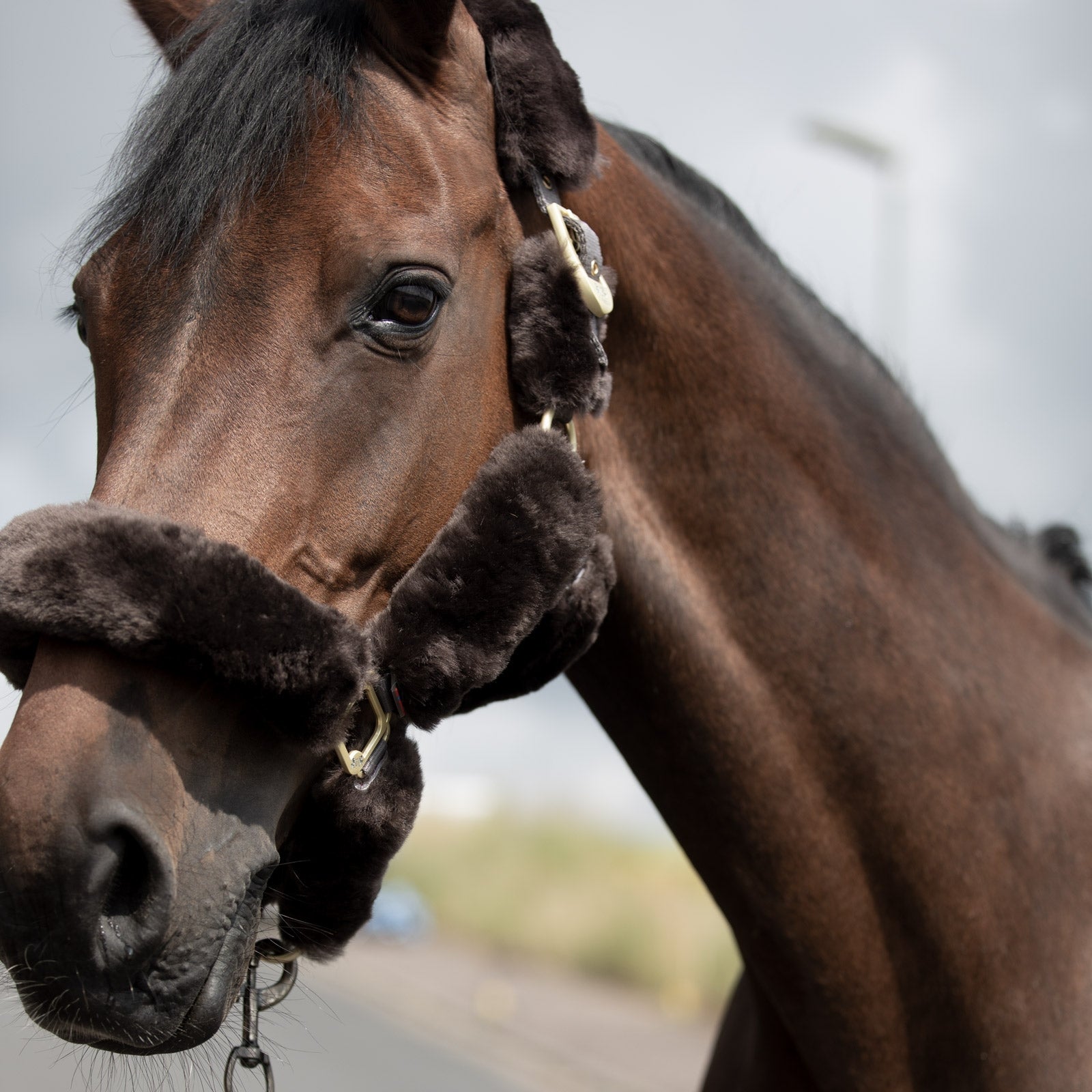 B Vertigo Tremblant Halter with Sheepskin Halters & Leads
