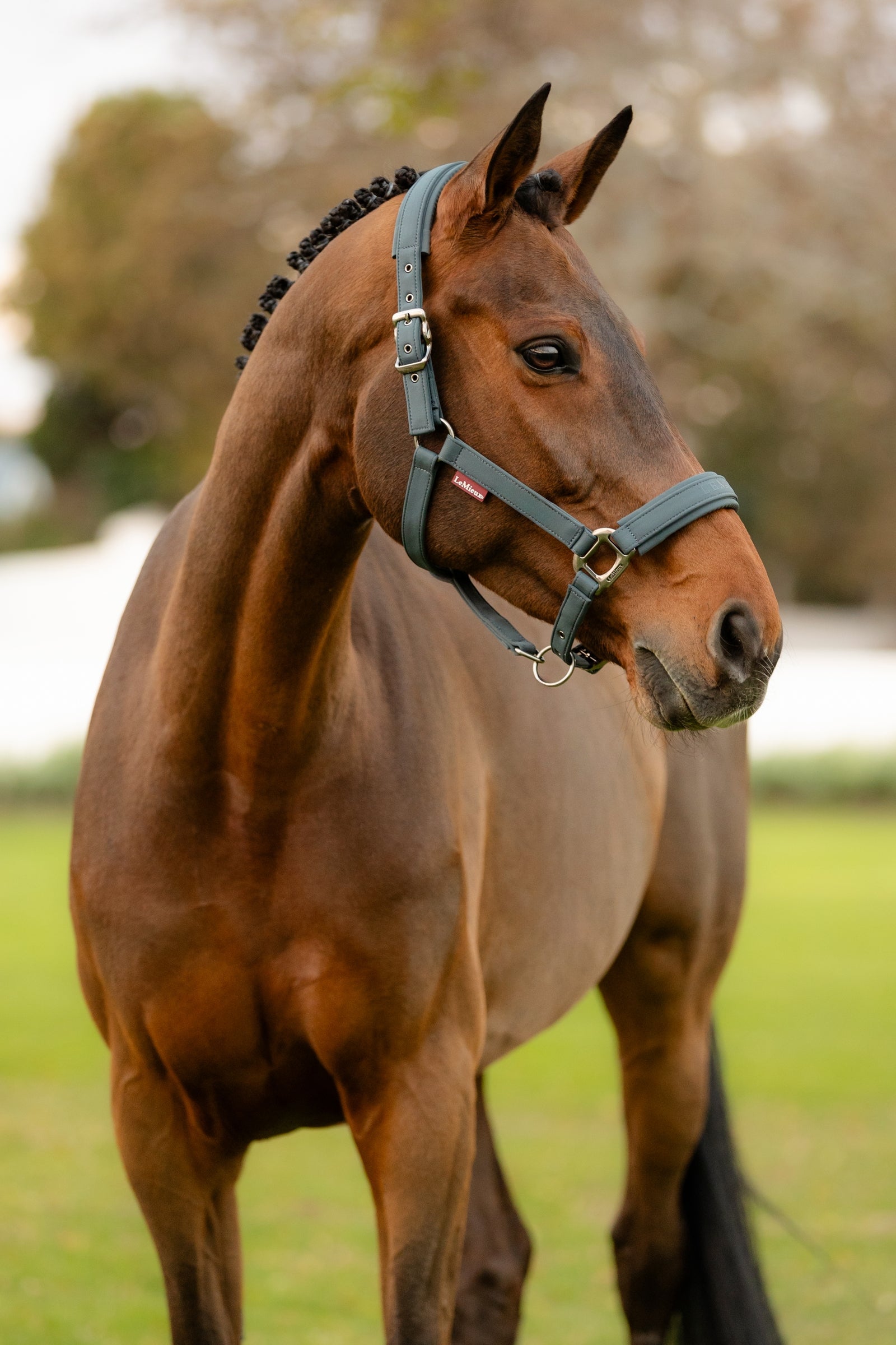 LeMieux Soft Shell Headcollar Halters & Leads