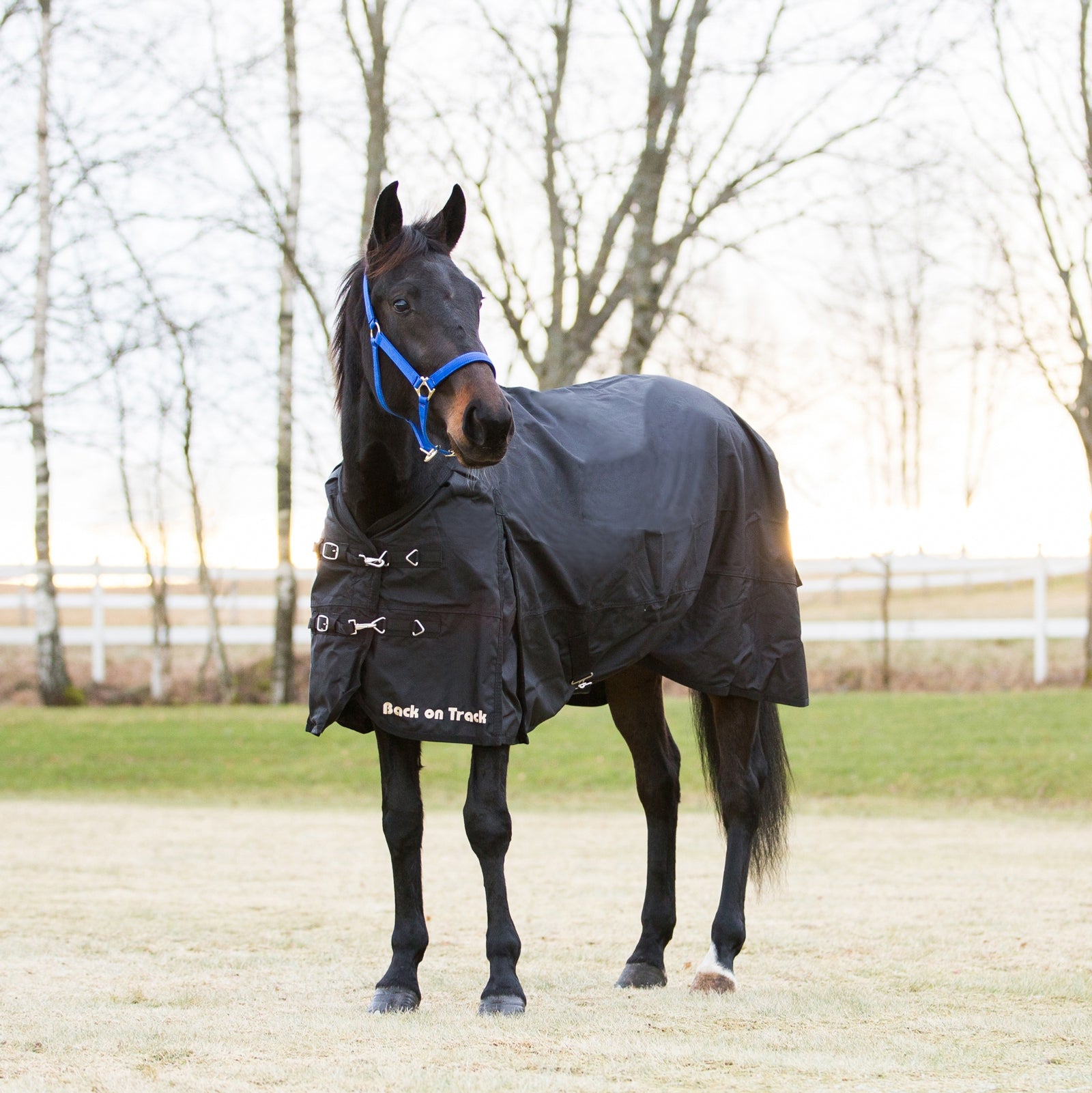 Back on Track Back On Track Rain Rug 1680D Horse Rugs