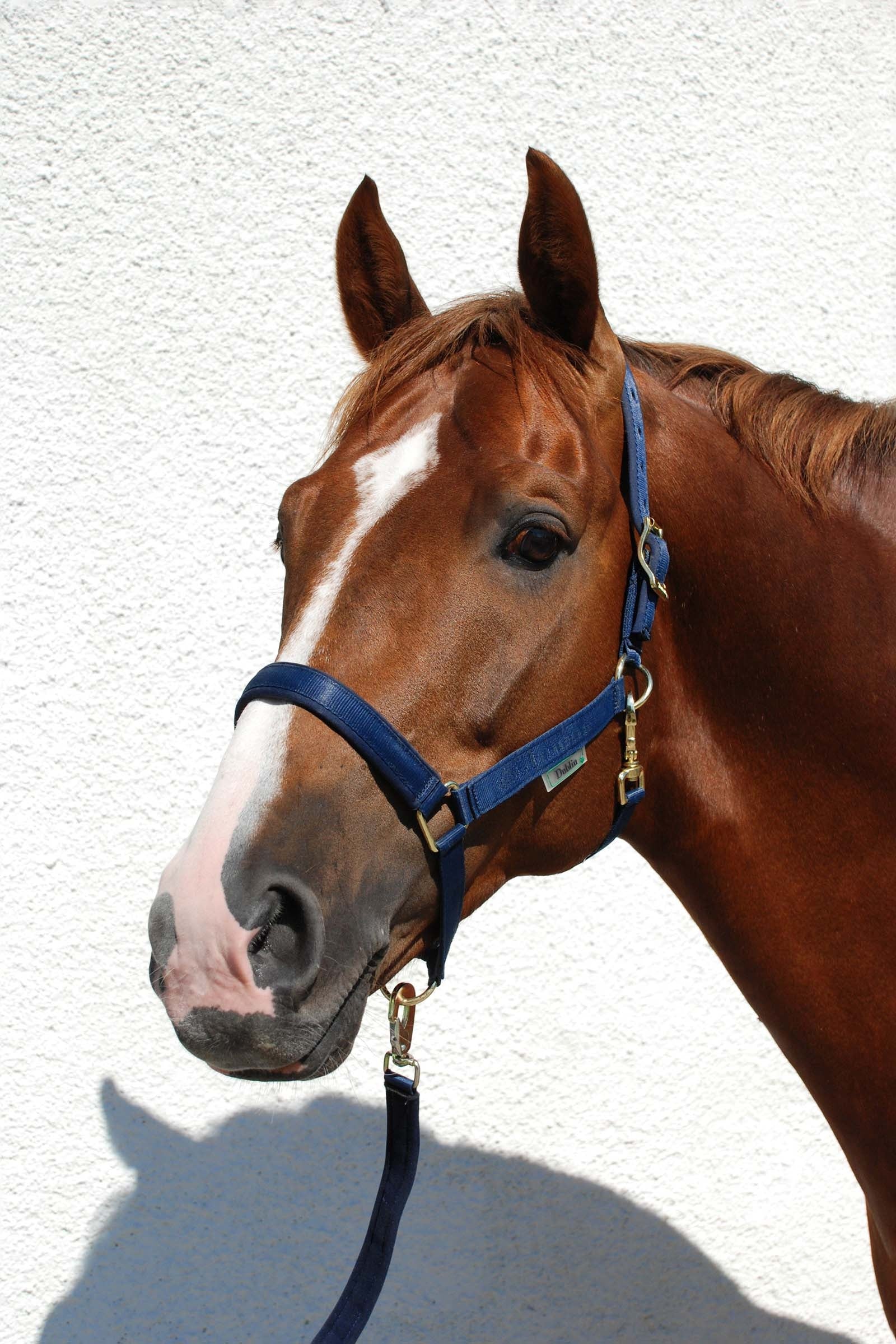 Bucas Dublin polstret luksusgrime Grimer & Træktove