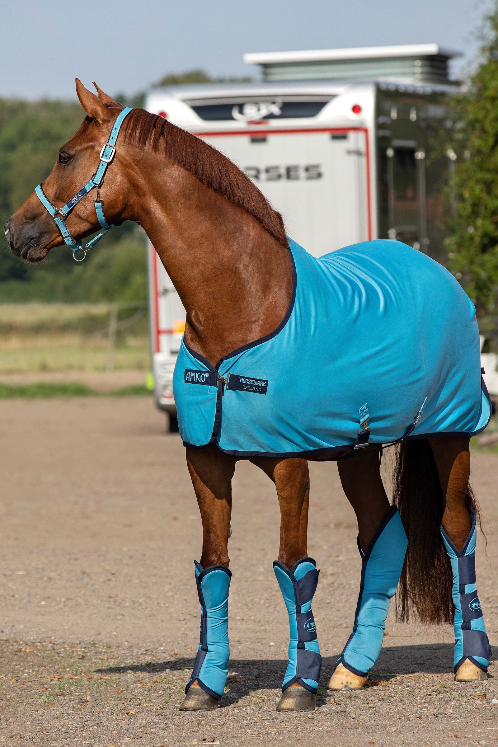 Horseware Amigo jersey sveddækken Hestedækken
