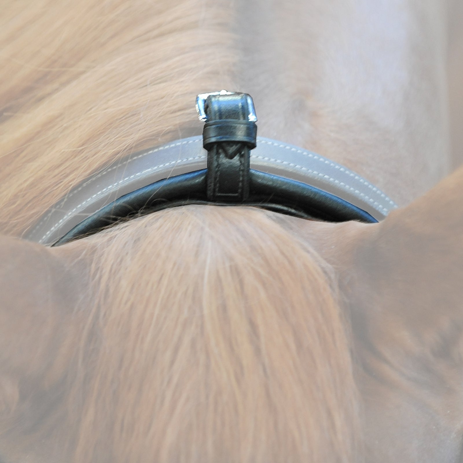 Kavalkade Chambon Horse Training