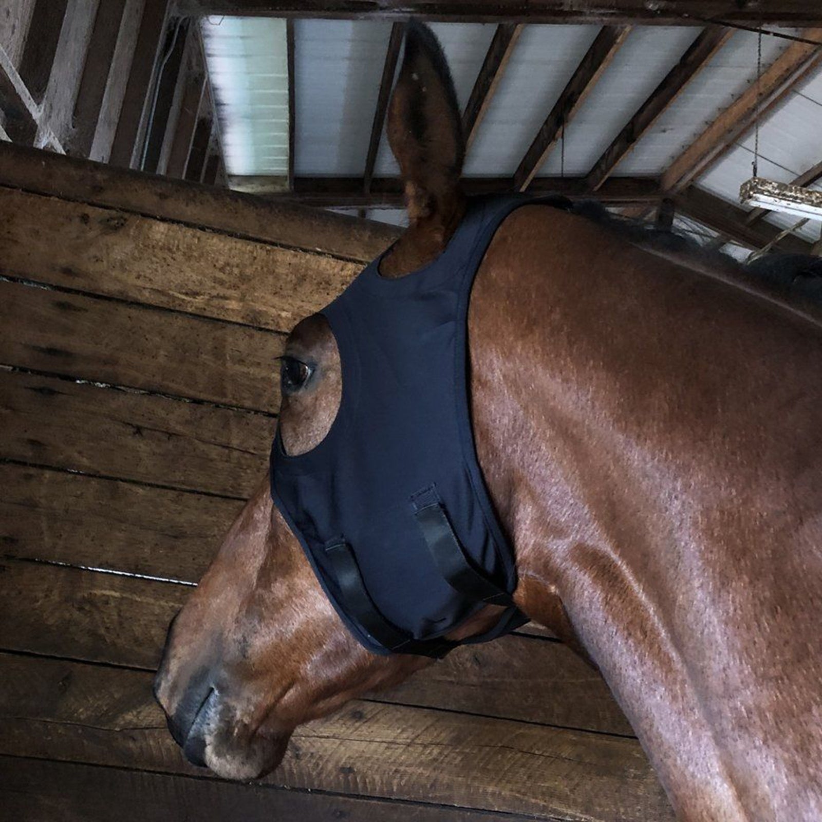Fenwick Equestrian USA Fenwick Liquid Titanium maske, velcro Trav/monte/galop