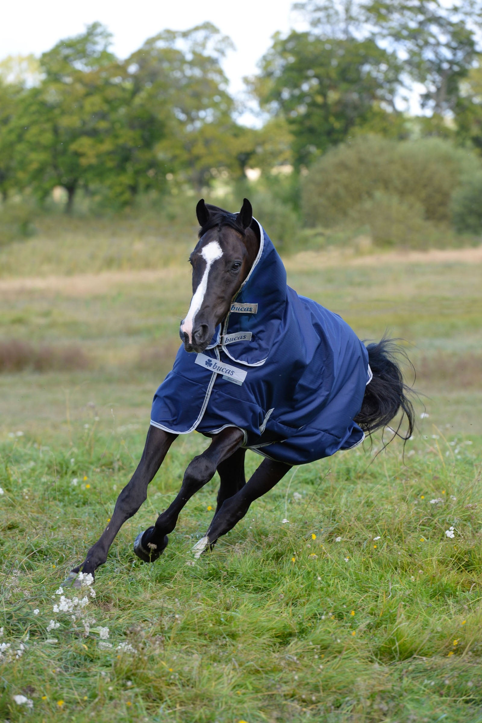 Bucas Freedom Pony Turnout Rug with fixed Full Neck (150g / 150g) Horse Rugs
