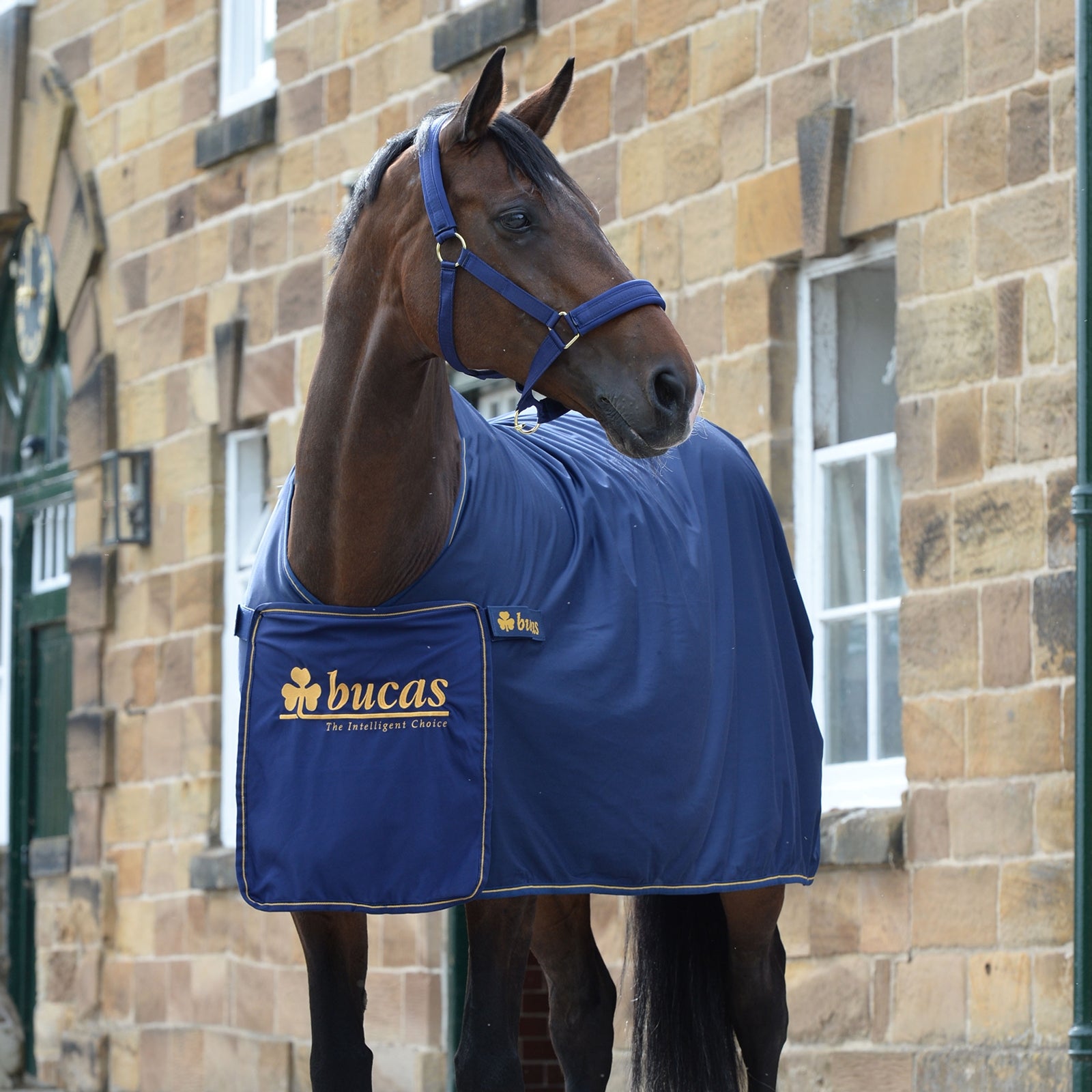 Bucas Panel Prize Cooler Horse Rugs