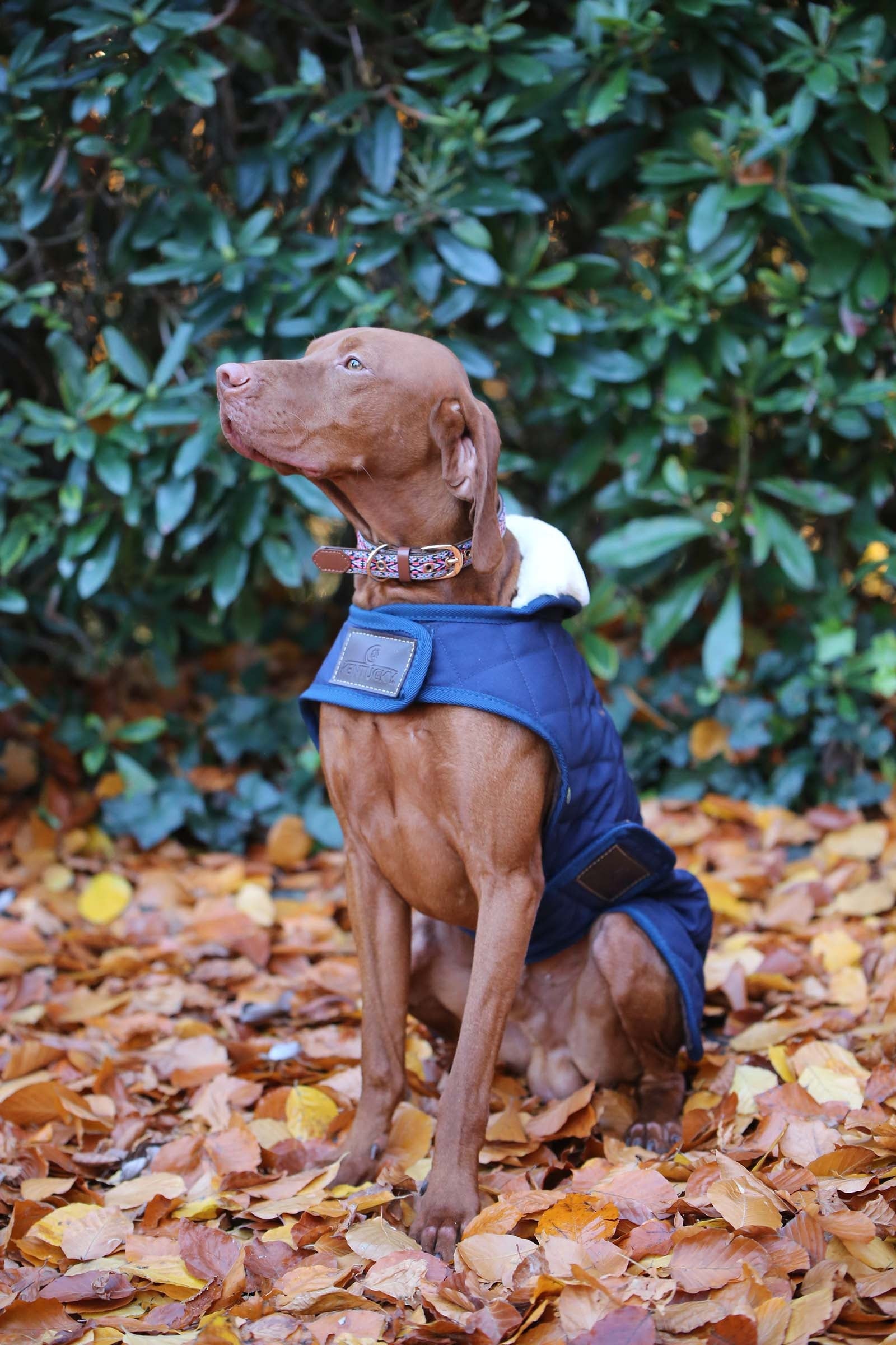 Kentucky Dogwear hundefrakke Hund